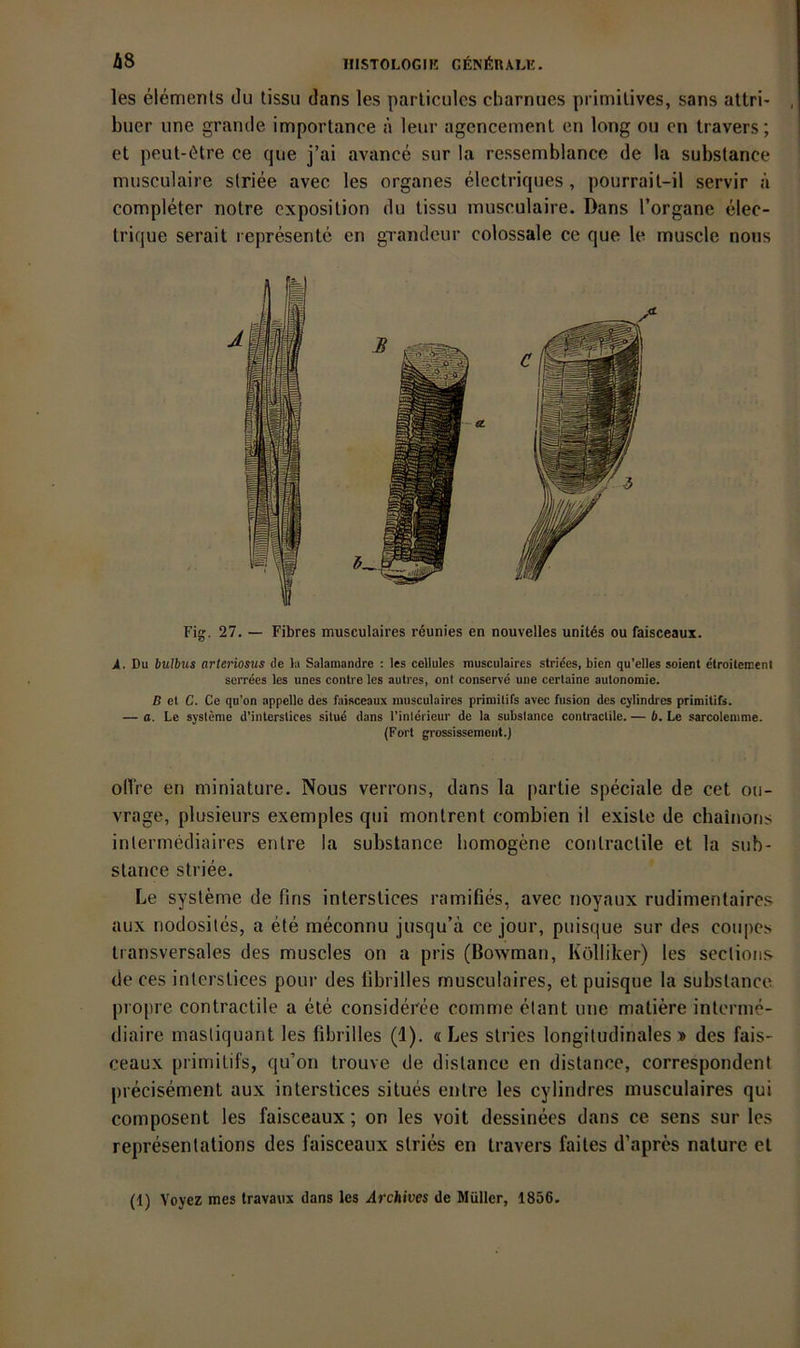 les elements du tissu dans les parlicules charnues primitives, sans altri- buer une grande importance ä leur agcncement en long ou cn travers; et peut-6tre ce que j’ai avance sur la ressemblance de la substance musculaire slriee avec les Organes electriques, pourrait-il servir ä completer notre cxposition du tissu musculaire. Dans l’organe elec- trique serait l epresente en grandcur colossale ce que le muscle nous Fig. 27. — Fibres musculaires r4unies en nouvelles unites ou faisceaux. A. Du hulhus arteriosus de la Salamandre : les cellules musculaires striccs, bien qu'elles soient etroitemenl serrees les unes conlre les autres, ont conserve une cerlaine autonomie. B et C. Ce qu’on appello des faisceaux musculaires primitifs avec fusion des cylindres primitifs. — a. Le Systeme d’interstices situd dans l'inlerieur de la subslance contraclile. — b. Le sarcotemme. (Fort grossissement.) olVre en miniature. Nous verrons, dans la partie speciale de cet ou- vrage, plusieurs exemples qui montrent combien il existe de cbainons inlermediaires entre la substance homogene contractile et la sub- stance striee. Le Systeme de fins interstices ramifies, avec noyaux rudimenlaircs aux nodosites, a ete meconnu jusqu’ä ce jour, puisque sur des coupes transversales des muscles on a pris (ßowman, Kölliker) les seclion.s de ces interstices pour des librilles musculaires, et puisque la subslance propre contractile a ete consideree comme elant une maliere interme- diaire masliquant les fibrilles (1). « Les stries longitudinales » des fais- ceaux primitifs, qu’on trouve de distance en distancc, correspondenl [irecisement aux interstices silues entre les cylindres musculaires qui composent les faisceaux; on les voit dessinees dans ce sens sur les represenlations des faisceaux stries en travers failes d’apres nalure et (1) Voyez mes Iravaiix dans les Archives de Müller, 1856.