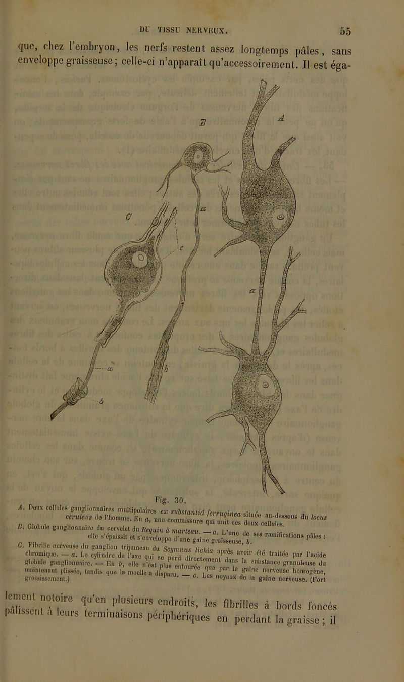que, chez lembryon, les nerfs reslent assez longtemps pules, sans enveloppegraisseuse; celle-ci n’apparait qu’accessoirement. II est ega- r • rig- dU. A. Doiix celhilos fnnglionnairos multipolaires ex • • - a. n,,«,. L, .r ' B. Globiile ganglionnaii'u du cervelet du Requin ä marteau —n l ’..no i .... «I «'«nveloppe d'une gaine g.’aisseuse b.P“ (j. l’ibnilc nerveuse du ffanfflion triiinneau rin u.j- cliromiquo. — a. Le cylindre de Taxe qui so perd directem*en7Tan,”'i°'‘^ f ‘ “ Rlübule ganglionnaire. — En b, eile n’est plus enlourde nua ^ l-i substanco granuleus( mmnlcnant plisseo, landis que la moolle a disnani iT ^ nervcuse homog- grossisscmenl.) P ‘ ®’ noyau.x de la gaine ncrveuse. (I lemeril noloire |)ulisscril ä leiir qu'en plusieui’s endroits, les fibrilles a boids fonces » Icrminaisons pei ipheriques en perdant la graisse ; il