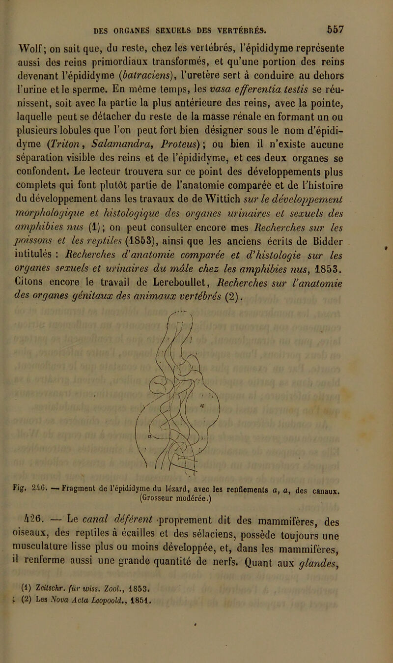 Wolf; on sait que, du resle, chez les vertebres, l’epididyme reprcsente aussi des reins primordiaux transformes, et qu’une portion des reins devenant Tepididyme (batraciens), l’uretere sert a conduire au dehors l’urine etle sperme. En möme temps, les vasa efferentia testis se reu- nissent, seit avec la partie la plus anterieure des reins, avec la pointe, laquelle peut se detacher du resle de la masse renale enformant un ou plusieurs lobules que l’on peut fort bien designer sous le nom d’epidi- dyme {Triton, Salamandra, Proteus); ou bien il n’existe aucune Separation visible des reins et de Tepididyme, et ces deux Organes se confondent. Le lecteur trouvera sur ce point des developpements plus complets qui font plutöt partie de l’anatomie comparee et de Ehistoire du developpement dans les travaux de de Wittich sur le developpement morpholocjique et histologique des Organes urinaires et sexuels des amphihies nus (1); on peut consulter encore mes Recherches sur les qmissons et les reptiles {i^hZ), ainsi que les anciens ecrils de Bidder intitules : Recherches d'anatomie comparee et d'histologie sur les Organes sexuels et urinaires du male chez les amphihies nus, 1853. Cilons encore le travail de Lereboullet, Recherches sur Tanatomie des Organes genitaux des animaux vertebres (2), Fig. 246. — Fragment de l’epididyme du lezard, avec les renflemenls a, a, des canaux. (Grosseur moddree.) 426. — Le canal deferent proprement dit des mammiföres, des oiseaux, des repliles ä ecailles et des selaciens, possede toujours une musculature lisse plus ou moins developpee, et, dans les mammiferes, il renferme aussi une grande quantite de nerfs. Quant aux glandes, (1) Zciischr, für wiss. Zool., 1853. (2) Les Nova Ada Leopoold., 1851,