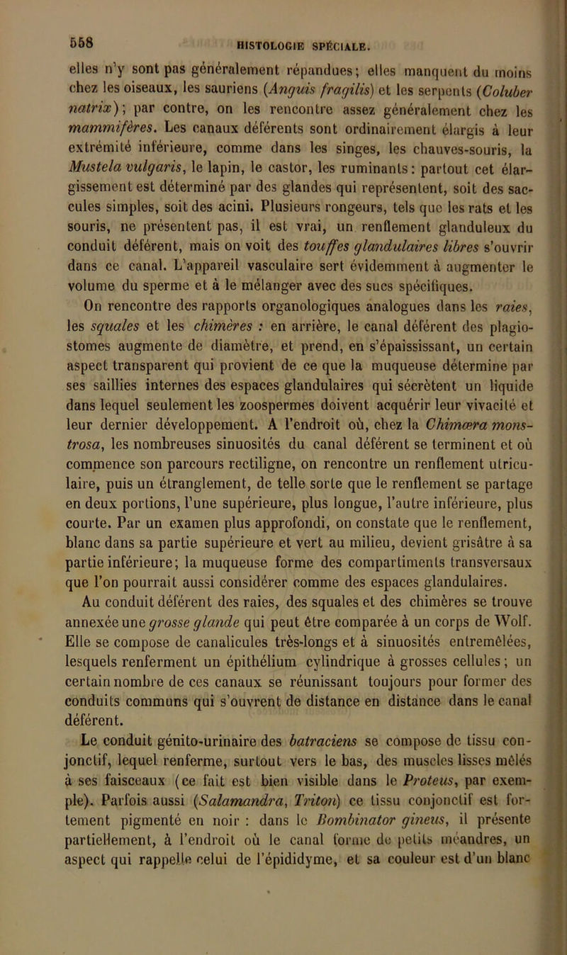 eiles n’y sont pas gen^ralement repandues; elles manqiieiit du rnoins chez les oiseaux, les sauriens {Anguis fragilis) et les serpenls {Coluber natrix) \ par contre, on les rencontre assez generalement chez les mammißres. Les canaux deferents sont ordinairement elargis ä leur extremite inl'erieure, comme dans les singes, les chauves-souris, la Mustela vulgaris, le lapin, le castor, les ruminants: partout cet elar- gissement est determine par des glandes qui represenlent, soit des sac- cules simples, soit des acini. Plusieurs rongeurs, tels quc les rats et les souris, ne presentent pas, il est vrai, un renflement glanduleux du conduit deferent, mais on voit des touffes glandulaires libres s’ouvrir dans ce canal. L’appareil vasculaire sert evidemment ä aiigmenter le volume du sperme et ä le melanger avec des sucs speciüques. On rencontre des rapporls organologiques analogues dans les raies^ les squales et les chimeres : en arri^re, le canal deferent des plagio- stomes augmente de diametre, et prend, en s’epaississant, un certain aspect transparent qui provient de ce que la muqueuse determine par ses saillies internes des espaces glandulaires qui secr^tent un liquide dans lequel seulementles zoospermes doivent acquerir leur vivacite et leur dernier developpement. A l’endroit oü, chez la Chimcera mons- trosa, les nombreuses sinuosites du canal deferent se terminent et oii commence son parcours rectiligne, on rencontre un renflement utricu- laire, puis un etranglement, de teile sorte que le renflement se partage en deux portions, Tune superieure, plus longue, l’autre inferieure, plus courte. Par un examen plus approfondi, on constate que le renflement, blanc dans sa partie superieure et vert au milieu, devient grisätre ä sa partie inferieure; la muqueuse forme des compartiments transversaux que Ton pourrait aussi considerer comme des espaces glandulaires. Au conduit deferent des raies, des squales et des chimeres se trouve annexeeune grosse glande qui peut 6tre comparee ä un corps de Wolf. Elle se compose de canalicules tr^sdongs et a sinuosites entremßlees, lesquels renferment un epithelium cylindrique a grosses cellules; un certain nombre de ces canaux se reunissant toujours pour former des conduits coramuns qui s’ouvrent de distance en distance dans le canal deferent. Le conduit genito-urinaire des batraciens se compose de tissu con- jonctif, lequel renferme, surlout vers le bas, des muscles lisses möles a ses faisceaux (ce fait est bien visible dans le Proteus, par exem- ple). Parfois aussi {Salamandra, Ti'üon) ce tissu conjonctif est for- tement pigmente en noir : dans Ic Bombinator gineus, il presente partiellement, k l’endroit ou le canal forme de petits möandres, un aspect qui rappeUe celui de l’epididyme, et sa couleur est d’un blanc