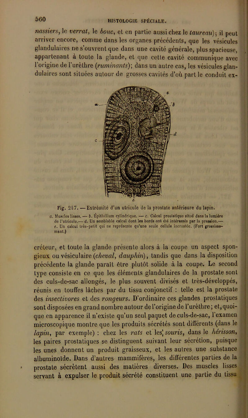 nassiers, le verrat, le baue, eL cn parlie aussichez le taureau)-, il peut arriver encore, comme dans les Organes precedenls, que les vesicules glandulaires ne s’ouvrent que dans une cavite generale, plus spacieuse, appartenant a toule la glande, et que cetle cavite communique avec l’origine de l’urethre {ruminants)\ dans un autre cas, les vesicules glan- dulaires sont situees aulour de grosses caviles d’oü pari le conduil ex- e. Fig. 247. — Exlr6mite d’un utricule de la prostale antörieure du lapin. a. Musclos lisses. — b. Eplthdlium cjlindrique. — c. Calcul proslatiquc situe dans la lumibre do I'ulrictile.— d. Un seinblable calcul dont les bords ont die Interesses par la presiion.— e. Un calcul tres-pelit qui ne reprdsento qu'une seule cellule incrusicc. (Fort grossisse- ment.) creteur, et toute la glande presente alors ä la coupe un aspect spon- gieux OQ vesiculaire {cheval, dauphiri), tandis que dans la disposition precedente la glande parait 6tre plutöt solide a la coupe. Le second ; type consisle en ce que les elements glandulaires de la prostatesonl ■ des culs-de-sac allonges, le plus souvent divises et tres-developpes, ; reunis en touffes läches par du tissu conjonctif : teile esl la proslate 1 des insectivores et des rongeurs. D’ordinaire ces glandes proslaliques | sont disposees en grand nombre autour de l’origine de Turethre; et,quoi- < que en apparence il n’existe qu’un seul paquet de culs-de-sac, l’examen microscopique niontre que les produits secretes sont differents (dans le lapin, par exemple) : chez les rats et les) souris, dans le herisson, les paires proslaliques se distinguent suivant leur secretion, puisque : les unes donnent un produit graisseux, et les aulres une substance alburnino'ide. Dans d’autres mammiföres, les diflerentes parlies de la ; prostale secretent aussi des matieres diverses. Des muscles lisses servant ä expulser le produit secrete constituent une partie du tissu