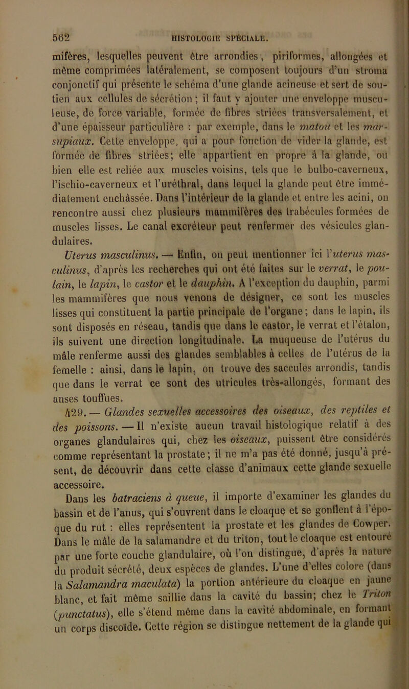 mifferes, lesquelles peuvent 6tre arrondies, piriformes, allongees et möme comprimees laleralement, se composent loujours d’un slroma conjonctif qui präsente le Schema d’une glande acineuse et sert de sou- tien aux cellules de s4cretion ; il faut y ajouter une enveloppe muscu- leuse, de force variable, formee de Obres striecs Iransversalement, et d’une epaisseur particuliöre : par exernple, dans le matou ct les mar- supiaux, Celle enveloppe, qui a pour fonclion de vider la glande, est formee de fibres striees; eile appartient en propre ä la glande, ou bien eile est reliee aux muscles voisins, tels que le bulbo-caverneux, > rischio-caverneux et l’urelhral, dans lequel la glande peut 6lre imme- dialenient enchässee. Dans l’interieur de la glande et enlre les acini, on renconlre aussi cbez plusieurs mammiföres des Irabecules formees de ^ muscles lisses. Le canal excreleur peut renfermer des vesicules glan- dulaires. Uterus masculinus. — Entin, on peut menlionner ici Vuterus mas' culinus^ d’apres les rechercbes qui ont eie faites sur le verrat, le pou- lain, le lapin, le eastor et le daupkin, A l’exception du dauphin, parmi les mammiferes que nous venons de designer, ce sont les muscles lisses qui conslituent la partie principale de l’organe; dans le lapin, ils sont disposes en reseau, tandis que dans le eastor, le verrat etl’elalon, ils suivent une direction longitudinale. La muqueuse de l’uterus du male renferme aussi des glandes semblables ä celles de l’ulerus de la femelle : ainsi, dans le lapin, on trouve des saccules arrondis, tandis que dans le verrat ce sont des utricules tres-allonges, formant des anses touffues. Ä29. — Glandes sexuelles accessoires des oiseaux, des reptiles et des poissons. — II n’existe aucun travail hislologique relalif ä des • Organes glandulaires qui, cbez les oiseaux, puissent 6tre consideres j comme representant la prostate; il ne m’a pas ete donne, jusqu a pre- ; sent, de decouvrir dans cette classe d’animaux cette glande sexuelle ; f accessoire. j Dans les batraciens ä queue, il importe d’examiner les glandes du j bassin et de l’anus, qui s’ouvrent dans le cloaque et se gonllenl ä l’epo- ^ que du rut : elles representent la prostate et les glandes de Cowper. Dans le mdle de la salamandre et du triton, tout le cloaque est enloure par une forte couche glandulaire, oü Ton dislingue, d apres la natuie du produit secrele, deux especes de glandes. L’une d’elles colore (dans ia Salamandra maculata) la portion anterieure du cloaque en jaune blanc, et fait m6me saillie dans la cavite du bassin; cbez le Triton {punctatus), eile s’etend meme dans la cavite abdominale, en formant un corps discoide. Cette region se dislingue nettemenl de la glande qui