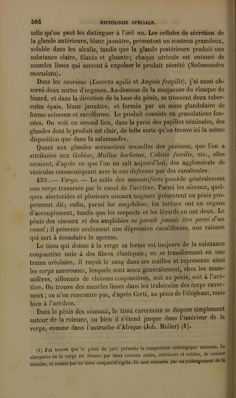 teile qu’on peut les distinguer ä roeil nu. Les cellules de secrelion de la glande anterieure, blanc Jaunalre, presentent un contenu granuleux, soluble dans les alcalis, tandis que la glande posterieure produit une substance claire, filante et gluante; chaque utricule est entoure de muscles lisses qui servent a expulser le produit secrete {Salamandra maculato). Dans les sauriens {Laccrta agilis et Anguis fragilis), j’ai aussi ob- servedeux sortes d’organes. Au-dessous de la muqueuse du cloaque du lezard, et dans la direction de la base du penis, se trouvent deux tuber- cules epais, blanc jaunätre, et formes par un amas glandulaire de forme acineuse et sacciforme. Le produit consiste en granulations fon- cees. On voit en second lieu, dans la paroi des papilles s^minales, des glandes dont le produit est clair, de teile sorte qu’on trouve ici la m6me disposilion que dans la salamandre. Quant aux glandes accessoires sexuelles des j)oissons, que Ton a altribuees aux Gobiiis, Mulliis barbatus, Cobitis fossilis, etc., elles seraient, d’apres ce que Ton en sait aujourd’hui, des agglomerats de vesicules communiquant avec le vas deferens par des canalicules. 430. _ Verge. — Le male des mammiferes poss^de generalement une verge traversee par le canal de l’urethre. Parmi les oiseaux, quel- ques alectorides et plusieurs oiseaux nageurs presentent un penis pro- prement dit-, enfin, parmi les amj)hibies, les tortues ont un Organe d’accouplement, tandis que les serpents et les lezards en ont deux. Le penis des oiseaux et des amphibies ne imrait jamais etre per cd d un canal; il presente seulement une depression canaliforme, une rainure qui sert ä econduire le sperme. Le tissu qui donne a la verge sa forme est toujours de la substance conjonctive unie a des fibres elastiques; en se transformant en une , trame areolaire, il re^oit le sang dans ses mailles et represente ainsi les corps caverneux, lesquels sont assez generalement, chez les mam- miferes, sillonnes de cloisons conjonctives, soit au penis, soit a l’ure- thre. On trouve des muscles lisses dans les trabecules des corps caver- neux ; on n’en rencontre pas, d’apres Certi, au penis de 1 elepbant, mais bien a Tu re Ihre. Dans le penis des oiseaux^ le tissu caverneux se dispose simplement autour de la rainure, ou bien il s’etend jusque dans 1 Interieur de la verge, comme dans l’autrucbe d’Afrique (Job. MCiller) (1). (1) J’ai troHve que le penis du jars presente la composition histologique suivanle. La charpenle de la verge est formöe par deux cordons axiles, Interieurs et solides, de couleur blanche, et formes par un tissu conjonctif rigide. Ils sont cntour6s par un prolongeinent de la