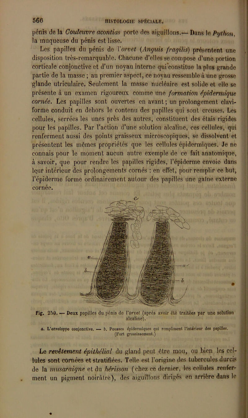 p6nis de la Couleuvre aconlias porto des aiguillons.— Dans !e Python, la muqueuse du penis est lisse. Les papilles du penis de Xorvet {Anguis fragilis) presentent une disposition tres-remarquable. Chacune d’elles se compose d’une portion corticale conjonctive et d’un noyau interne qui'constitue la plus grande partie de la masse ; au premier aspect, ce noyau ressemble ä une grosse glande utriculaire, Seulement la masse nucleaire est solide et eile se presente a un examen rigoureux comme une formation 6pidermique cornee. Les papilles sont ouvertes en avant; un prolongement clavi- forme conduit en dehors le contenu des papilles qui sont creuses. Les cellules, serrees les unes prfes des autres, conslituent des 6lais rigides pour les papilles. Par l’aclion d’une solution alcaline, ces cellules, qui renferment aussi des points graisseux microscopiques, se dissolvent et presentent les mömes proprietes que les cellules epidermiques. Je ne connais pour le moment aucun autre exemple de ce fail anatomique, ä savoir, que pour rendre les papilles rigides, T^piderme envoie dans iQur interieur des prolongements cornes ; en effet, pour remplir ce but, l’epiderme forme ordinairement aulour des papilles une gaine externe cornee. Fig. 250. ■— Deux papilles du p6nis de Tofuei (aprös avoir dt6 trail6es par une solution alcaline'). a. L'enveloppe conjonctive. — 6. Pousses dpidermiques qui remplissenl l’intdrieur des papilles. (Fort grossissement.) Le rev^tement epithelial du gland peut 6tre mou, ou bien les cel- lules sont cornees et stratifiees. Telle est Torigine des tubercules durcis de la musaraigne et du Mrisson (chez ce dernier, les cellules renfer- ment un pigment noiräire), des aiguillons dirig^s en arrifere dans le