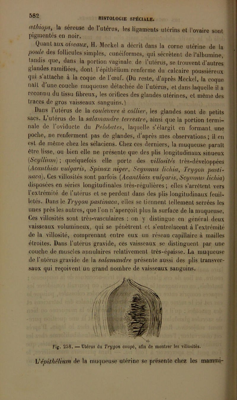 HISTOLOGIE SP^CIALE. (vtfnops, !a sereuse de rut^riis, les ligaments uterins el l’ovaire sont Pigmentes en noir. Quant aux oweaua:, H. Meckel a decrit dans la corno uterine de la poule des follicules simples, cuneiformes, qui secretent de l’albumine, tandis que, dans la portion vaginale de l’uLerus, se Irouvent d’autres glandes lamifiees, dont 1 epithelium renlerme du calcaire poussiereux qui s attache a la coque de l’ceuf. (Du reste, d’aprfes Meckel, la coque nalL d'une couche muqueuse delachee de l’uterus, et dans laquelle il a reconnu du tissu fibreux, les orifices des glandes uterines, et mßme des traces de gros vaisseaux sanguins.) Dans Tulerus de la couleuvre ä collier^ les glandes sont de petils sacs. L’uterus de la salatnandre terrestre, ainsi que la portion termi- nale de l’oviducte du Pelobates, laquelle s’elargit en formant une poche, ne renferment pas de glandes, d’apres mes observalions; il en est de m6me chez les selaciens. Chez ces derniers, la muqueuse paralt 6tre lisse, ou bien eile ne presente que des plis longitudinaux sinueux {Scyllium); quelquefois eile porle des villosith tres-developpees [Acanthias vulgaris, Spinax niger, Scymnus lichia, Trygon pastP naca), Ces villosiles sont parfois {Acanthias vulgaris, Scymnus lichia) disposees en series longitudinales tres-regulieres; elles s’arr6tent vers Textremite de l’uterus et se perdent dans des plis longitudinaux feuiU letes. Dans le Trygon pastinaca, elles se tiennent tellement serrees les Lines pres les autres, que Ton n’aperQoit plus la surface de la muqueuse. Ces villosites sont tres-vasculaires : on y distingue en general deux vaisseaux volumineux, qui se penetrent et s’entrelacent ä l’extremite de la villosite, comprenant entre eux un reseau capillaire a mailles elroites. Dans l’uterus gravide, ces vaisseaux se distinguent par une couche de muscles annulaires relativement tres-epaisse, La muqueuse de rUterus gravide de la salamandre presente aussi des plis transver- saux qui reQoivent un grand nombre de vaisseaux sanguins. Fig. 258. — Utörus du Trygon coup6, afin de montrer les villositis. | ) Vipithelium de la muqueuse uterine se presente chez les mamnii- V\ |