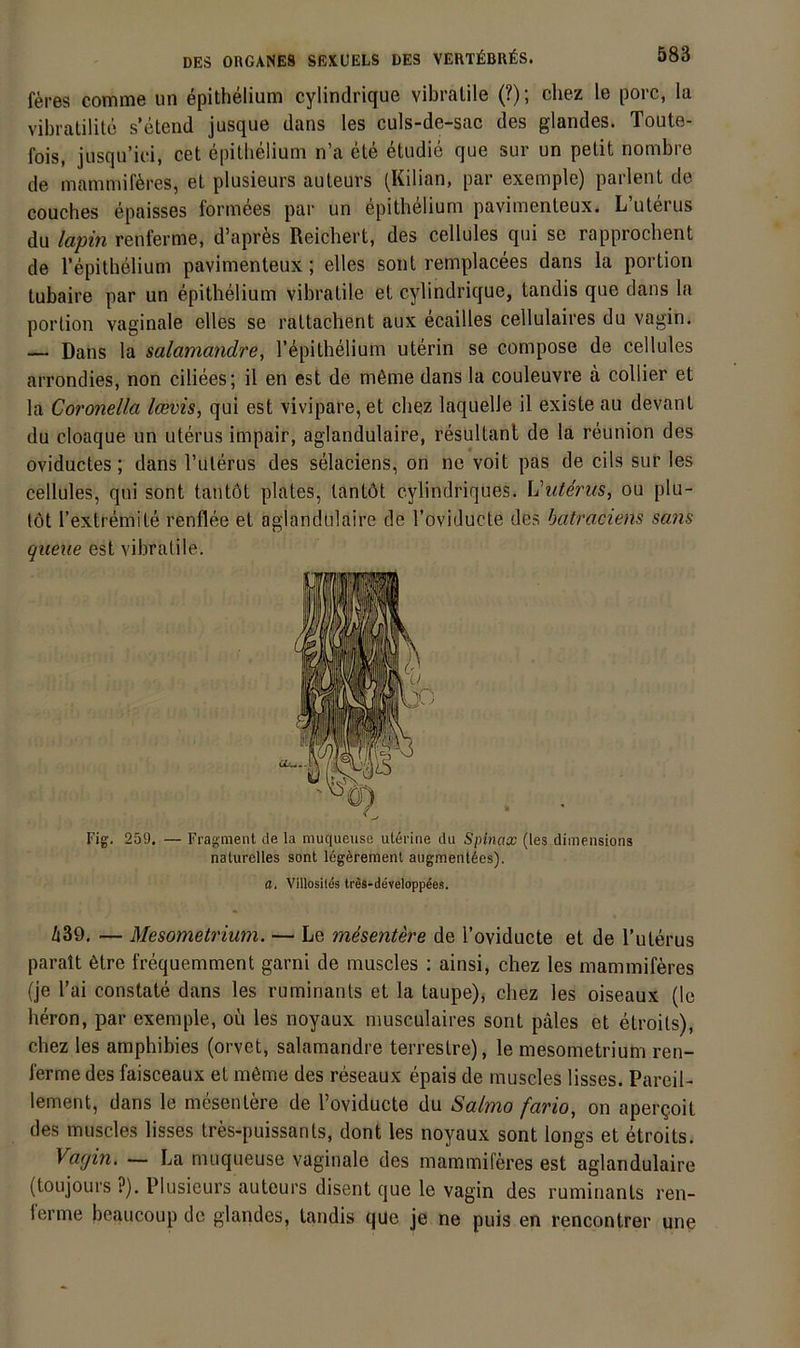 feres comme un epithelium cylindrique vibratile (?); cliez le porc, la vibratilito s’etend jusqiie dans les culs-de-sac des glandes. Toute- fois, jiisqu’id, cet epithelium n’a ete etudie que sur un petit nombre de mammiföres, et plusieurs auleurs (Kilian, par exemple) parlent de couches epaisses formees par un epithelium pavimenteux. L’utd'us du lapin renferme, d’aprfes Reichert, des cellules qui se rapprochent de repithelium pavimenteux; elles sont remplacees dans la portion tubaire par un epithelium vibratile et cylindrique, tandis que dans la portion vaginale elles se rattachent aux ecailles cellulaires du vagin. — Dans la salamandre, repithelium uterin se compose de cellules aiTondies, non ciliees; il en est de m6me dans la couleuvre ä collier et la Coronella Icevis, qui est vivipare,et cliez laquelle il existe fiu devant du cloaque un uterus impair, aglandulaire, resultanl de la reunion des oviductes; dans l’uterus des selaciens, on ne voit pas de cils sur les cellules, qui sont tantöt plates, tantöt eylindriques. Viiterus, ou plu- töt l’extremite renflee et aglandulaire de Foviducte des batraciens sans queue est vibratile. Fig. 259. — Fragment de la muqueuso uterine du Spinax (les dimensions naturelles sont legerenient augmentdes). a. Villosiles Ires-developpees. Ä39. — Mesometrium. — Le m^sentere de l’oviducte et de l’uterus paralt 6tre frequemment garni de muscles ; ainsi, chez les mammiferes (je l’ai constate dans les ruminants et la taupe), cliez les oiseaux (Ic heron, par exemple, oü les noyaux musculaires sont päles et etroits), chez les amphibies (orvet, salamandre terrestre), le mesometrium ren- ferme des faisceaux et möme des reseaux epais de muscles lisses. PareiU lement, dans le niesentere de Foviducte du Salmo fario, on apergoit des muscles lisses tres-puissants, dont les noyaux sont longs et etroits. Vagin. — La muqueuse vaginale des mammiferes est aglandulaire (toujours ?). Plusieurs autcurs disent que le vagin des ruminants ren- lerme beaucoup de glandes, tandis que je ne puis en rencontrer une