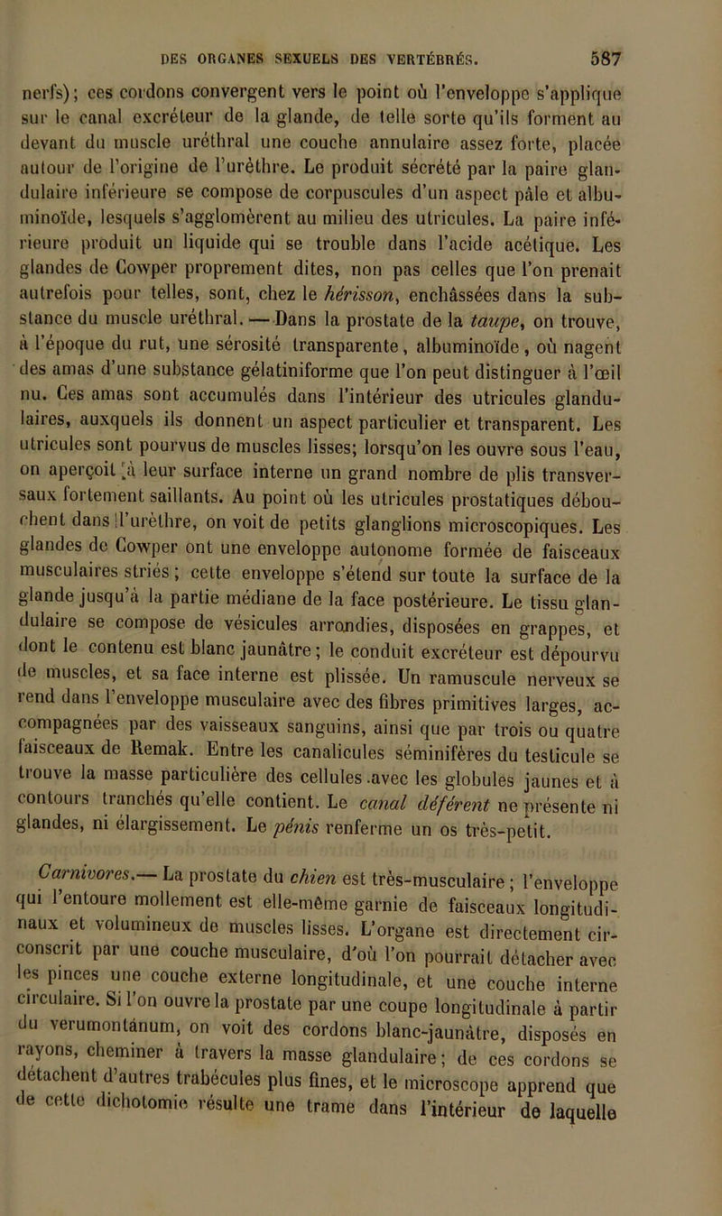 nerls); ces cordons convergent vers le point oü l’enveloppe s’applique sur le canal excreteur de la glande, de lelle sorte qu’ils forment au devant du uiuscle urethral une couche annulaire assez forte, placee aulour de rorigine de l’urethre. Le produit secrete par la paire glau- dulaire inferieure se compose de corpuscules d’un aspect pale et albu- minol'de, lesquels s’agglom^rent au milieu des utricules. La paire infö- rieure produit uu liquide qui se trouble dans l’acide acetique. Les glandes de Cowper proprement dites, non pas celles que Ton prenait autrefois pour telles, sont, chez le Mrisson^ enchässees dans la sub- stance du muscle urethral. —Dans la prostate de la taupe^ on trouve, a l’epoque du rut, une serosite transparente, albumino'tde, oü nagent des amas d une substance gelatiniforme que l’on peut distinguer ä ToBil nu. Ces amas sont accumules dans l’interieur des utricules glandu- laires, auxquels ils donnent un aspect particulier et transparent. Les utricules sont pourvus de muscles lisses; lorsqu’on les ouvre sous l’eau, on apergoit leur surface interne un grand nombre de plis transver- saux forteinent saillants. Au point oü les utricules prostatiques debou- chentdansÜ uretbre, on voit de petits glanglions microscopiques. Les glandes de Cowper ont une enveloppe autonome formee de faisceaux musculaires stries ; cette enveloppe s’etend sur toute la surface de la glande jusqu ä la partie mediane de la face posterieure. Le tissu glan- dulaire se compose de vesicules arrondies, disposees en grappes, et dont le contenu est blanc jaunätre; le condiüt excreteur est depourvu de muscles, et sa face interne est plissee. Un ramuscule nerveux se rend dans l’enveloppe musculaire avec des fibres primitives larges, ac- compagnees par des vaisseaux sanguins, ainsi que par trois ou quatre faisceaux de Remak. Entre les canalicules seminiföres du testicule se trouve la masse particuliere des cellules .avec les globules jaunes et ä contouis tranches qu eile contient. Le canal ne presente ni glandes, ni elargissement. Le p^7iis renferme un os tres-petit. Carnivores. La prostate du chiejt est tres-musculaire; l’enveloppe qui l’entoure mollement est elle-m6me garnie de faisceaux longitudi- naux et volumineux de muscles lisses. L’organe est directement cir- consent par une couche musculaire, d'oü l’on pourrait detacber avec les pinces une couche externe longitudinale, et une couche interne circulaire. Si l’on ouvre la prostate par une coupe longitudinale k partir du verurnontänum. on voit des cordons blanc-jaunatre, disposes en rayons, chemmer k travers la masse glandulaire; de ces cordons se detacbent d’autres trabecules plus fines, et le microscope apprend que de cette dicbolomie resulte une trame dans l’interieur de laquelle