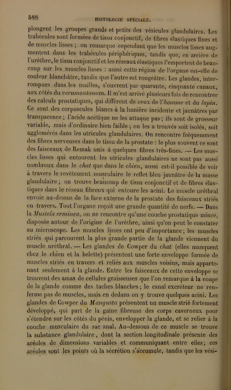 HISTOLOGIE SPteCULE. plonpnt les groupes grands et pelits des vesicules glandulaires. Les Irabeciiles sont formees de lissu conjonclif, de fibres elasliques fines et de muscles lisses ; on remarque cepcndant quc les nuiscles lisses aug- mentent dans les trabecules peripberiques, tandis que, en arri^re de l’urelbre, le tissu con jonclif et les reseaux elastiques l’emportenl de beaii- coup sur les muscles lisses : aussi cette region de l’organe est-elle de Couleur blancbatre, tandis que 1 autre est vougealre. Les glandes, inter- rompues dans les mailles, s ouvrent par quarante, cinquante canaux, aux cütes du verumontaniim. 11 m’est arrive plusieurs fois de rencontrer des calculs prostatiques, qui different de ceux de Vhomme et du lapin. Ce sont des corpuscules blancs a la lumiere incidente et jaunalres par transpaience j 1 acide acelique ne les atlaque pas ; ils sont de grosseur variable, mais d’ordinaire bien faible ; on les a Irouves soit isoles, soit dans les utricules glandulaires. On rencontre frequemment des fibres nerveuses dans le tissu de la prostate ; le plus souvent ce sont des faisceaux de Remak unis a quelques fibres Ires-fines. — Les mus- cles lisses qui entourent les utricules glandulaires ne sont pas aussi nombreux dans le chat que dans le chien, aussi est-il possible de voir a travers le revötement musculaire le reflet bleu jaunätre de la masse glandulaire ; on Irouve beaucoup de lissu conjonclif et de fibres elas- liques dans le reseau fibreux qui entoure les acini. Le muscle urethral envoie au-dessus de la face externe de la prostate des faisceaux stries en travers. Tout l’organe regoit une grande quantite de nerfs. — Dans la Mustela ermhiea, on ne rencontre qu’une couche prostatique mince, disposee autour de l’origine de l’urelhre, ainsi qu’on peut le constater au microscope. Les muscles lisses ont peu d’importance; les muscles stries qui parcourent la plus grande partie de la glande viennent du muscle urethral. — Les glandes de Cowper du chat (elles manquenl cbez le cbien et la belette) presentenl une forte enveloppe formee de muscles stries en travers et relies aux muscles voisins, mais apparte- nant seulement a la glande. Entre les faisceaux de cette enveloppe se trouvent des amas de cellules graisseuses que l’on remarque ä la coupe de la glande comme des tacbes blanches; le canal excreteur ne ren- ferrne pas de muscles, mais en dedans on y trouve quelques acini. Les glandes de Cowper du Mangusta presentent un muscle strie fortement developpe, qui pari de la gaine fibreuse des corps caverneux pour s’etendre sur les cötes du penis, envelopper la glande, et se relier a la couche musculaire du sac anal. Au-dessous de ce muscle se trouve la subslance glandulaire, dont la section longitudinale presente des areoles de dimensions variables et communiquant entre elles; ces areoles sont les points ou la secretion s’accumule, tandis que les vesi-