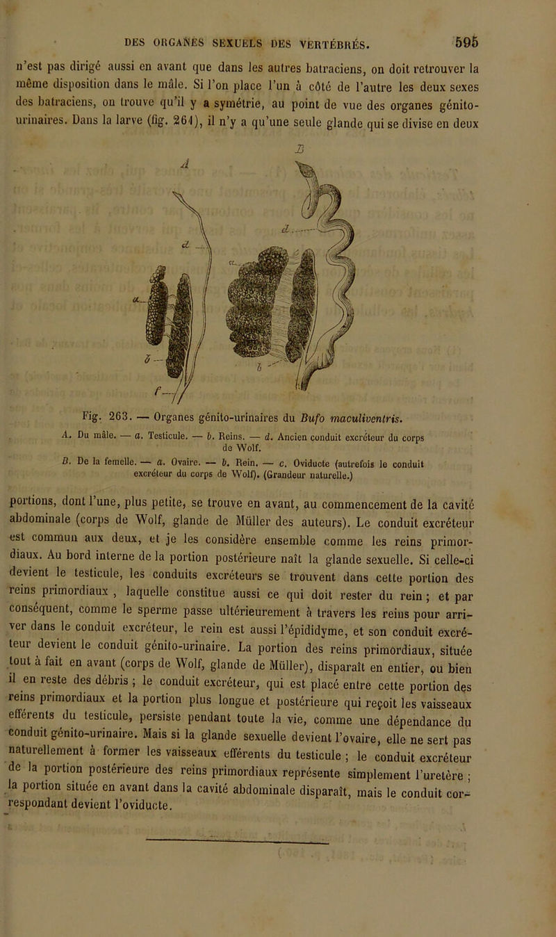 u’est pas dirige aussi en avant que dans les autres batraciens, on doit retrouvcr la möine disposilion dans le male. Si l’on place Tun ä cöte de l’aiitre les deux sexes des batraciens, on trouve qu il y a syin^trie, au point de vue des Organes genito- urinaires. Dans la larve (fig. 26'l), il n’y a qu’une seule glande qui se divise en deux B Fig. 263. — Organes genito-urinaires du Bufo maculivenlris. .1. Du male. — o. Testicule. — b. Reins. — d. Anden conduit excreteur du corps de Wolf. D. De la femelle. — a. Ovaire. — b. Rein. — c. Oviducte (autrefois le conduit excreteur du corps de Wolf). (Grandeur naturelle.) portions, dont 1 une, plus petite, se trouve en avant, au commencement de la cavite abdominale (corps de Wolf, glande de Müller des auteurs). Le conduit excreteur est commua aux deux, et je les considere ensemble comme les reins primor- diaux. Au bord interne de la portion posterieure nait la glande sexuelle. Si celle-ci devient le testicule, les conduits excreteurs se trouvent dans cette portion des reins primordiaux , laquelle constitue aussi ce qui doit rester du rein; et par consequent, comme le sperme passe ulterieurement ä travers les reins pour arri- ver dans le conduit excreteur, le rein est aussi l’dpididyme, et son conduit excre- teur devient le conduit genito-urinaire. La portion des reins primordiaux, situee tout ä fait en avant (corps de Wolf, glande de Müller), disparait en entier, ou bien il en reste des debns ; le conduit excreteur, qui est place entre cette portion des reins primordiaux et la portion plus longue et posterieure qui refoit les vaisseaux elferenls du testicule, persiste pendant toute la vie, comme une dependance du conduit gdnito-urinaire. Mais si la glande sexuelle devient l’ovaire, eile ne sert pas naturellement ä formen les vaisseaux efferents du testicule ; le conduit excreteur de la portion posterieure des reins primordiaux represente simplement l’uretere ; la portion situee en avant dans la cavite abdominale disparait, mais le conduit cor- respondant devient l’oviducte.