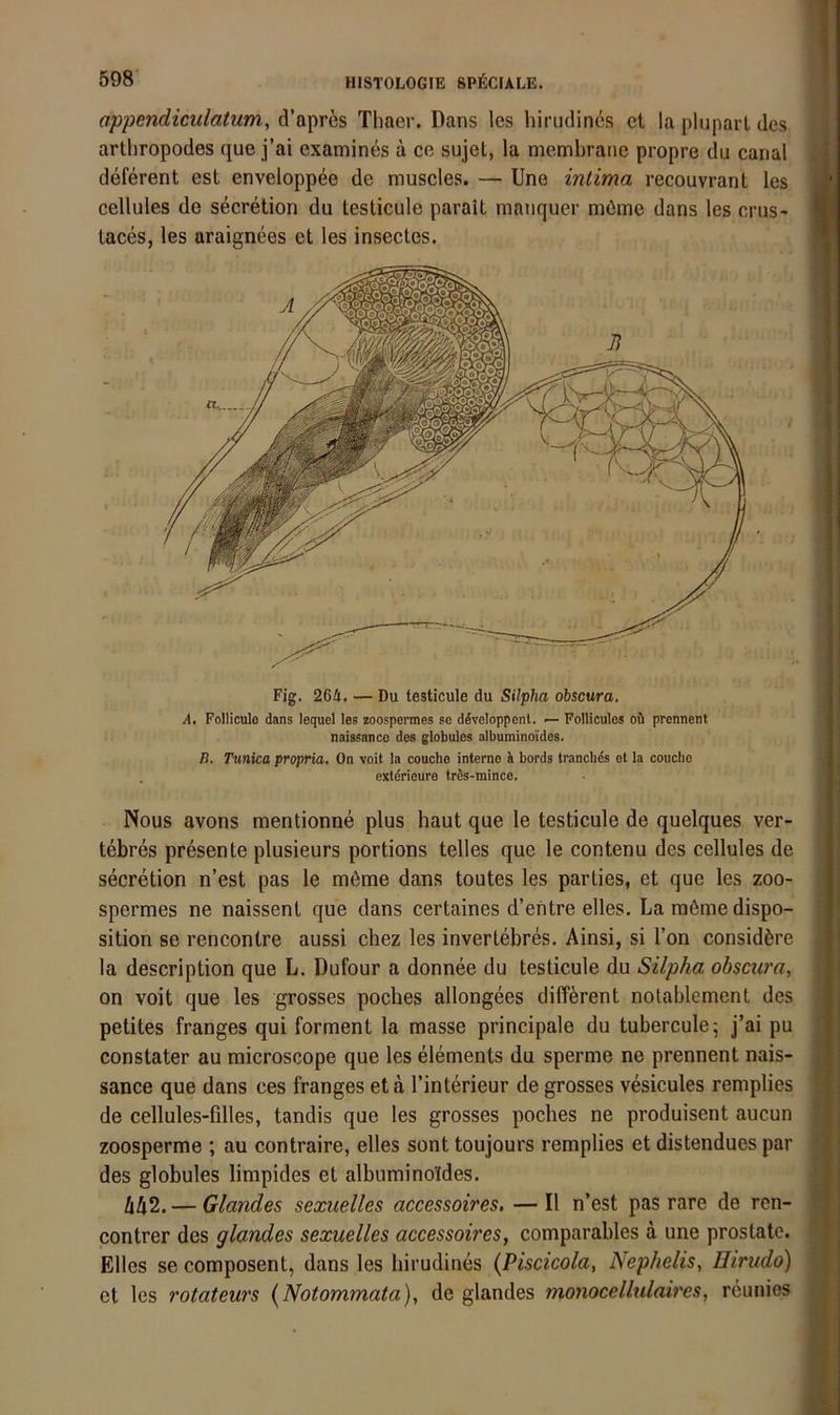 apj)cndiculatum^ tVapres Thaer. Dans les hiriidincs et la plupart des arlhropodes que j’ai examines ä ce sujet, la membrane propre du carial deferent est enveloppee de muscles. — Une intima recouvrant les cellules de secretion du testicule paralt maiiquer möme dans les crus- taces, les araignees et les insectes. A, Follicule dans lequel les zoospermes se ddveloppent. — Follicules oö prennent naissance des globules albuminoides. B. Tunica propria, On voit la couche interne i bords trancbes et la coucho . extdrieure trds-inince. Nous avons mentionne plus haut que le testicule de quelques ver- tebres presente plusieurs portions telles que le contenu des cellules de secretion n’est pas le möme dans toutes les parties, et que les zoo- spermes ne naissent que dans certaines d’entre elles. Laraömedispo- sition se rencontre aussi cbez les invertebres. Ainsi, si Ton considäre la description que L. Dufour a donnee du testicule du Silpha obscura, on voit que les grosses poches allongees different notablement des petites franges qui forment la masse principale du tuberculej j’ai pu constater au microscope que les elements du sperme ne prennent nais- sance que dans ces franges et a l’interieur de grosses vesicules remplies de cellules-filles, tandis que les grosses poches ne produisent aucun zoosperme ; au contraire, elles sont toujours remplies et distendues par des globales limpides et albuminoldes. bh2. — Glandes sexuelles accessoires. — II n’est pas rare de ren- contrer des glandes sexuelles accessoires, comparables a une prostate. Elles se composent, dans les birudines {Piscicola, Nephelis, Hirudo) et les rotateurs (Notommata), de glandes monocelltdaires, reunies