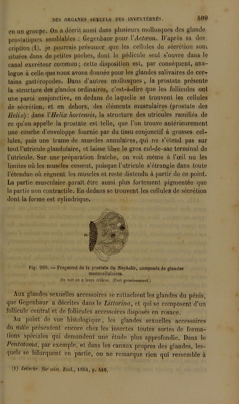 en un groupe. On a ilocrilaussi dans plusieurs mollusques des glande prostaliques semblables : Gegcnbaur pour \Actcson. D’apres sa des cripLion (1), je pourrais presumor que los celliiles de secrelion som, situees dans de petites pocbes, dont le pediciile seul s’ouvre dans le canal excreteur commun; cetto disposilion esl, par consequent, ana- logue a celle que nous avons donnee pour les glandes salivaires de cer- tains gasteropodes. Dans d’aulres mollusques , la proslate presente la structure des glandes ordinaires, c'est-ä-dire que les follicules ont une paroi conjonctive, en dedans de laqiielle se trouvent les cellules de secrelion, et en dehors, des elements musculaires (prostate des Eelix): dans XHelix hortensis, la structure des utricules ramifies de ce qu’on appelle la proslate est teile, que l’on trouve anterieurement une couche d’enveloppe fournie par du tissu conjonctif a grosses cel- lules, puis une trame de muscles annulaires, qui ne s’elend pas sur tout l’utricule glandulaire, et laisse libre le gros cul-de-sac terminal de l’utricule. Sur une preparalion fraiche, on voit möme ä l’oeil nu les limiles oü les muscles cessent, puisque l’utricule s’etrangle dans loute l’etendue ou regnent les muscles et reste distendu ä partir de ce point. La partie musculaire parait 6lre aussi plus fortement pigmentee que lapartie non contractile. En dedans se trouvent les cellules de secretion dont la forme est cyliridrique. Fig. 265. — Fragment de la prostate du Nephelis, composös de glandes monocellulaires. On voll en a !eur.s orißces. (Fort grossissement.) Aux glandes sexuelles accessoires se ratlachent les glandes du penis, que Gegenbaur a decrites dans le Littorina, et qui se composent d’un follicule central et de follicules accessoires disposes en rosace. Au point de vue histologique, les glandes sexuelles accessoires du male presentent encore clicz les insectes toutes sortes de forma- tions speciales qui demandent une etude plus approfondie. Dans le Pentatoma, par exemple, et dans les canaux propres des glandes, les- quels se bifurquent en partie, on ne remarque rien qui ressemble ä