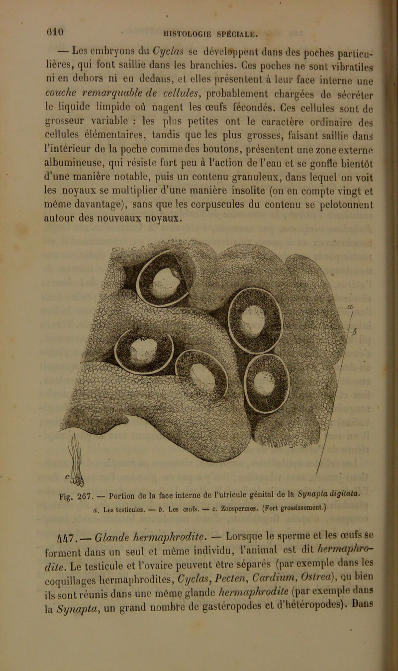 — Los ombryons du Cyclas se developpent dans des poches parlicu- liferes, qui Font saiüie dans les braiichies. Ces poches ne sonl vibratiles ni en debors ni en dedans, el eiles presenlent ä leiir face inlerne une couche remarquable de cellules, probablement chargees de seereler le liquide limpide oü nagent les oeufs fecondes. Ces cellules sont de grosseur variable : les plus pelites ont le caraclere ordinaire des cellules elementaires, tandis que les plus grosses, faisant saillie dans l’interieur de la poche conimedes boutons, presenten! une zone externe albumineuse, qui resiste fort peu ä, l’action de l’eau et se gontte bientöt d’une maniöre notable, puis un contenu granuleux, dans lequel on voit les noyaux se multiplier d’une maniöre insolite (on en compte vingt et möme davantage), sans que les corpuscules du contenu se pelolonnent autour des nouveaux noyaux. Fig. 267. — Portion de la face interne de l’utricule g6nital de la Synapta digiiala. l a. Les testicules. — b. Les oeufs. — c. Zoospermes. (Fort grossissemenl.) — Glande hermaphrodite. — Lorsque le sperme et les oeufs se j‘ forinent dans un seul et möme individu, l’animal est dit hermaphro- ( dite. Le teslicule et l’ovaire peuvent ötre separes (par exemple dans les | coquillages bermaphrodites, Cyclas^ Pecten, Cardium, Ostred), qu bien ils sont reunis dans une möme glande hermaphrodite (par exemple dans la S\ynapta, un grand nombPc de gasteropodes et d’beleropodes). Dans ^