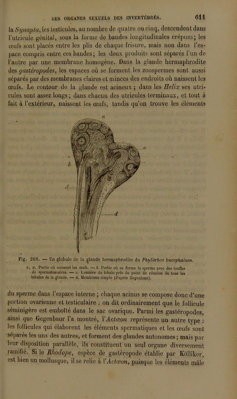 la Synapta, (es testicules, au nombre de qualre ou cinq, descendent dans l’utricule genital, sous la forme de bandes longitudinales crepues; les oeufs sont places entre les plis de chaque frisure, mais non dans l’es- pace compris entre cesbandes; les deux produits sont separes Tun de l’autre par une membrane homogene. Dans la glande hermaphrodite des gaste?'opodes, les espaces oü se forment les zoospermes sont aussi separes par des membranes claires et minces des endroits oü naissent les oeufs. Le contour de la glande est acineux; dans les Helix ses utri- cules sont assez longs; dans chacun des utricules terminaux, et tout a fait a l’exterieur, naissent les oeufs, tandis qu’on trouve les elements a. Fig. 268. — Un globale de la glande hermaphrodite du Phyllirhoe bucephalum. a, a. Partie ou naissent les ceufs. — b. Partie oft se forme lo sperme avec des touffes de spermatozoaires. — c. Luraiere du lobule pres du point de rdunion de tous les lobules de la glande, — d. Membrane simple (d’apres Gegenbaur). du sperme dans l’espace interne ; chaque acinus se compose donc d'une portion ovarienne et testiculaire : on dit ordinairement que le follicule seminig^re est emboite dans le sac ovarique. Parmi les gasteropodes, ainsi que Gegenbaur l’a montre, VActceon represente un autre type : les follicules qui elaborent les elements spermatiques et les oeufs sont separes les uns des autres, et forment des glandes autonomes; mais par leur disposition parallele, ils constituent un seul Organe diversement ramifie. Si le Rhodope, espöce de gasteropode etablie par Kölliker, est bien un mollusque, il se felie ä VActceon, puisque les elements male