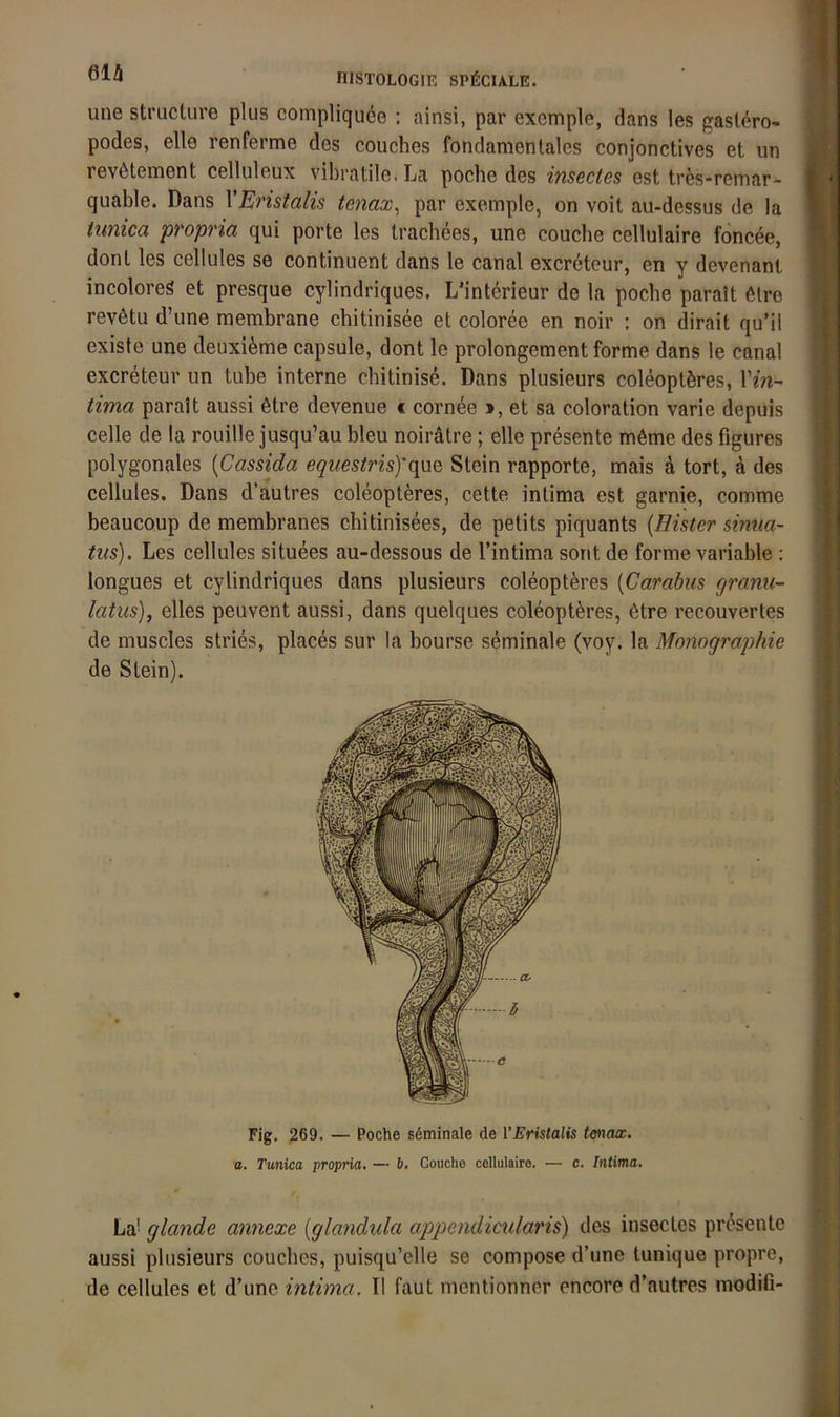 une sti’ucture plus compliqu6e ; ainsi, par exemple, dans les f»asl6ro- podes, eile renferme des couches fondamentales conjonctives et un rev6tenaent celluleux vibratile. La poche des insßctcs est tr^s-remar- quable. Dans VEristalis tenax^ par exemple, on voit au-dessus de la tunica propria qui porte les tracbees, une couche cellulaire foncee, donl les cellules se continuent dans le canal excrctcur, en y devenant incoloreS et presque cylindriques. L'interieur de la poche paralt 6lro rev6tu d’une membrane chitinisee et coloree en noir : on dirait qu’il existe une deuxi^me capsule, dont le prolongement forme dans le canal excreteur un tube interne cbitinise. Dans plusieurs coleoptferes, Vin- tima paralt aussi 6tre devenue « cornee », et sa coloration varie depuis celle de la rouille jusqu’au bleu noiratre; eile presente möme des figures polygonales {Cassida equestris)'({\XQ Stein rapporte, mais ä tort, ä des cellules. Dans d’autres coleopteres, cette intima est garnie, comme beaucoup de membranes chitinisees, de petits piquants {Bister sinua- tus). Les cellules situees au-dessous de l’intima sorit de forme variable : longues et cylindriques dans plusieurs coleopteres [Carabus granu- latus), elles peuvent aussi, dans quelques coleopteres, 6tre recouvertes de muscles stries, places sur la bourse seminale (voy. la Monographie de Stein). Fig. 269. — Poche s6minale de VEristalis tmax. a. Tunica, propria. — 6. Couche cellulaire. — c. Intima, La' glande annexe {glandula appendicularis) des insectes presente aussi plusieurs couches, puisqu’elle se compose d’une tunique propre,