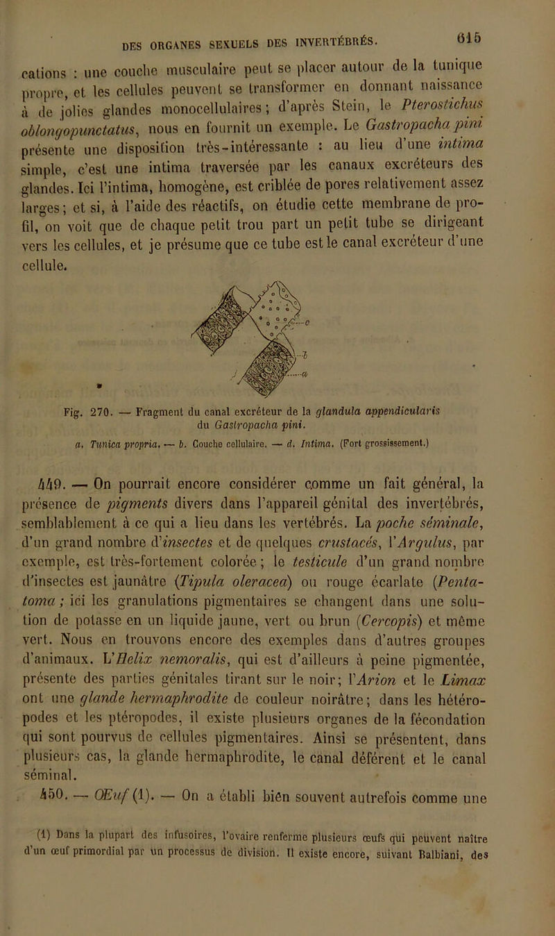 cations : une coiiche imisculaire peut se placer autour de la tuniqiie propre, et les cellules peuvent se Iransformer en donnant naissance a de jolies glandes monocellulaires; d’apres Stein, le Pterosticlius oblongopunctatus^ nous en fonrnit un exemple. Le Gastropacha pini presente une disposition tr^s-interessante : au lieu d une intima simple, c’est une intima traversee par les canaux excr6teurs des glandes. Ici l’intima, homogene, est criblee de pores relativement assez larges; et si, a l’aide des reactifs, on etudie cette membrane de pro- fil, on Yoit que de cbaque pelit trou part un pelit tube se dirigeant vers les cellules, et je presume que ce tube estle canal excreteur d’une cellule. Fig. 270. — Fragment du canal excreteur de la glandula appendicularis du Gastropacha pini. a, Tunica propria. — b. Coucho cellulaire. — d, Intima, (Port grossissement.) ää9. — On pourrait encore considerer comme un fait general, la presence de pigments divers dans l’appareil genital des invertebres, semblablement a ce qui a lieu dans les vertebres. La ptoche seminale, d’un grand nombre ^insectes et de quelques crustaces, YArgulus, par exemple, est tres-fortement coloree; le testicule d’un grand noinbre d’insectes est jaunätre ijipula oleracea) oti rouge ecarlate {Penta- toma; ici les granulations pigmentaires se cbangenl dans une solu- tion de potasse en un liquide jaune, vert ou brun (Cei'copis) et m6me vert. Nous en trouvons encore des exemples dans d’aulres groupes d’animaux. VHelix nemoralis, qui est d’ailleurs ä peine pigmentee, presente des parties genitales tirant sur le noir; YArion et le Umax ont une glande hermaphrodite de couleur noiratre; dans les hetero- podes et les pteropodes, il existe plusieurs Organes de la fecondation qui sont pourvus de cellules pigmentaires. Ainsi se presentent, dans plusieurs cas, la glande hermaphrodite, le canal deferent et le canal seminal. Ä50. — OEm/ (1). — On a elabli bien souvent autrefois comme une (1) Dans la plupart des infusoires, l’ovaire renfcrme plusieurs oeufs qui peuvent naitre dun oeuf primordial par un proccssus de division. 11 existe encore, suivant Ralbiani, des