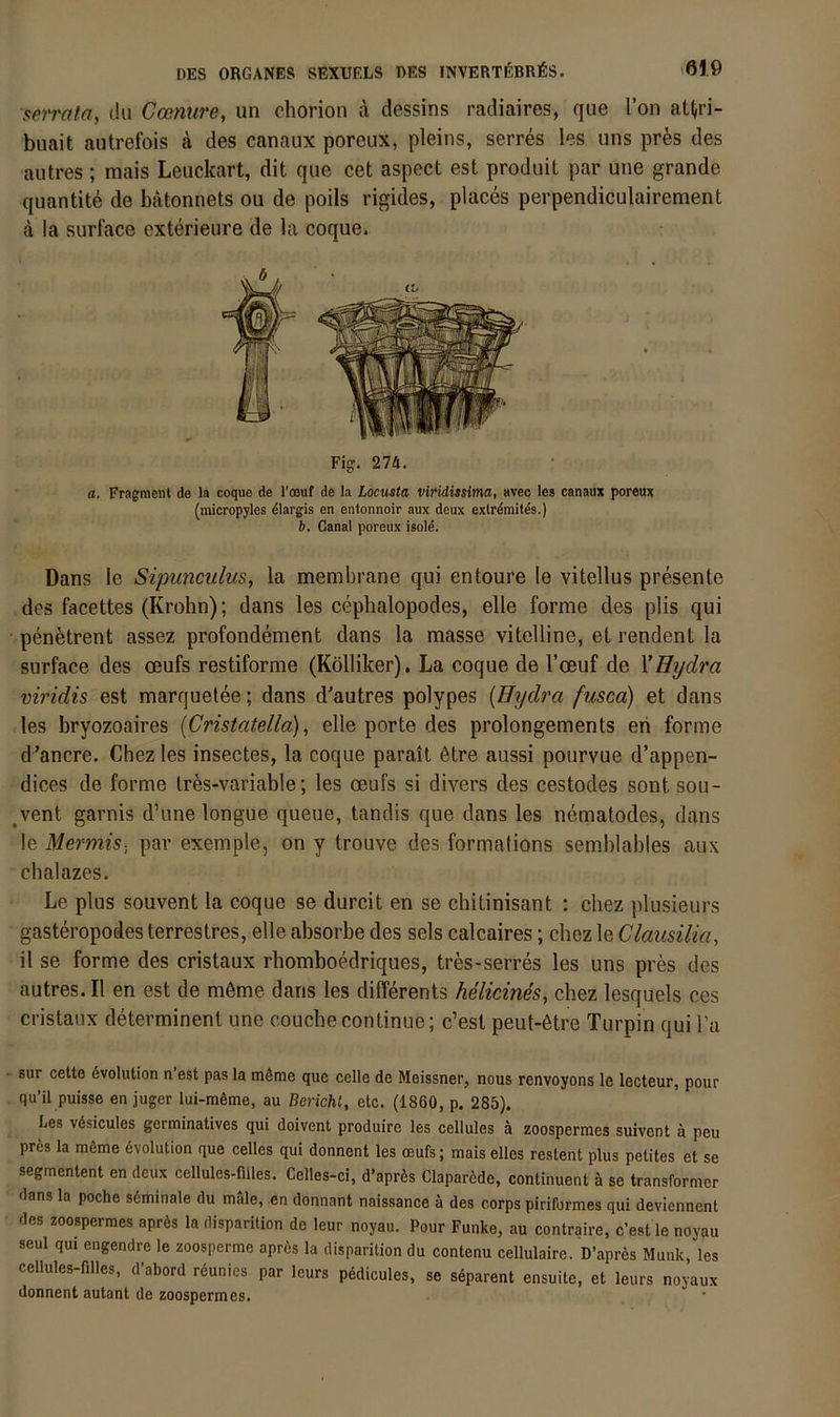 aerrala, ilu Ccenure, un cliorion a dessins radiaires, que Ton aU,ri- buait autrefois ä des canaux poreux, pleins, serres les uns pres des autres; mais Leuckart, dit que cet aspect est produit par une grande quantite de bätonnets ou de poils rigides, places perpendiculairement a !a surface exterieure de la coque. Fig. 27A. a, Fragment de la coque de l’oeuf de la Locusta Viridissima, aveo les canaux poreux (raicropyles dlargis en entonnoir aux deux exlrömites.) b. Canal poreux isold. Dans le Sipunculus, la membrane qui entoure le vitellus presente des facettes (Krohn); dans les cephalopodes, eile forme des plis qui pen^trent assez profondement dans la masse vitelline, et rendent la surface des oeufs restiforme (Kölliker). La coque de l’oeuf de V Hydra viridis est marquetee; dans d'autres polypes {Hydra fusca) et dans les bryozoaires {Cristatella), eile porte des prolongements eri forme d’ancre. Chez les insectes, la coque parait 6tre aussi pourvue d’appen- dices de forme tres-variable; les oeufs si divers des cestodes sont sou- ^vent garnis d’une longue queue, tandis que dans les nematodes, dans le Mermis- par exemple, on y trouve des formations semblables aux chalazes. Le plus souvent la coque se durcit en se chitinisant : chez plusieurs gasteropodes terrestres, eile absorbe des sels calcaires; chez le Claiisilia, il se forme des cristaux rhomboedriques, tres-serres les uns pres des autres. II en est de möme dans les ditferents helicines, chez lesquels ces cristaux determinent une couchecontinue; c’est peut-6tre Turpin qui l’a 8ur cette Evolution n’est pas la mStne que celle de Meissner, nous renvoyons le lecteur, pour qu’il puisse en juger lui-m6me, au Bericht, etc. (1860, p. 285). Les vösicules germinatives qui doivent produire les cellules ä zoospermes suivent ä peu pres la m6me Evolution que celles qui donnent les oeufs; mais elles restent plus petites et se segmentent en deux cellules-mies. Celles-ci, d’aprSs Clapar6de, continuent ä se transfornier dans la poche s6minale du male, en donnant naissance ä des corps piriformes qui deviennent des zoospermes aprfes la disparition de leur noyau. Pour Funke, au contraire, c’est le noyau seul qui engendre le zoosperme aprcs la disparition du contenu cellulaire. D’apres Munk, les cellules-filles, d'abord reunies par leurs p6dicules, se separent ensuite, et leurs noyaux donnent autant de zoospermes.