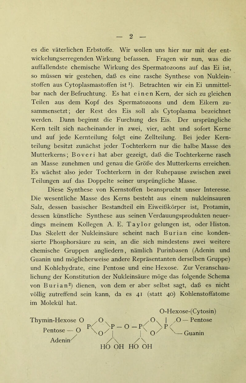 es die väterlichen Erbstoffe. Wir wollen uns hier nur mit der ent- wickelungserregenden Wirkung befassen. Fragen wir nun, was die auffallendste chemische Wirkung des Spermatozoons auf das Ei ist, so müssen wir gestehen, daß es eine rasche Synthese von Nuklein- stoffen aus Cytoplasmastoffen istx). Betrachten wir ein Ei unmittel- bar nach der Befruchtung. Es hat einen Kern, der sich zu gleichen Teilen aus dem Kopf des Spermatozoons und dem Eikern zu- sammensetzt ; der Rest des Eis soll als Cytoplasma bezeichnet werden. Dann beginnt die Furchung des Eis. Der ursprüngliche Kern teilt sich nacheinander in zwei, vier, acht und sofort Kerne und auf jede Kernteilung folgt eine Zellteilung. Bei jeder Kern- teilung besitzt zunächst jeder Tochterkern nur die halbe Masse des Mutterkerns; Boveri hat aber gezeigt, daß die Tochterkerne rasch an Masse zunehmen und genau die Größe des Mutterkerns erreichen. Es wächst also jeder Tochterkern in der Ruhepause zwischen zwei Teilungen auf das Doppelte seiner ursprüngliche Masse. Diese Synthese von Kernstoffen beansprucht unser Interesse. Die wesentliche Masse des Kerns besteht aus einem nukleinsauren Salz, dessen basischer Bestandteil ein Eiweißkörper ist, Protamin, dessen künstliche Synthese aus seinen Verdauungsprodukten neuer- dings meinem Kollegen A. E. Taylor gelungen ist, oder Histon. Das Skelett der Nukleinsäure scheint nach Burian eine konden- sierte Phosphorsäure zu sein, an die sich mindestens zwei weitere chemische Gruppen angliedern, nämlich Purinbasen (Adenin und Guanin und möglicherweise andere Repräsentanten derselben Gruppe) und Kohlehydrate, eine Pentose und eine Hexose. Zur Veranschau- lichung der Konstitution der Nukleinsäure möge das folgende Schema von Burian2) dienen, von dem er aber selbst sagt, daß es nicht völlig zutreffend sein kann, da es 41 (statt 40) Kohlenstoffatome im Molekül hat. Thymir-Wovnto o <> Pe O-Hexose-(Cytosin) Ox | yO — Pentose V — Guanin /\ /\ HO OH HO OH