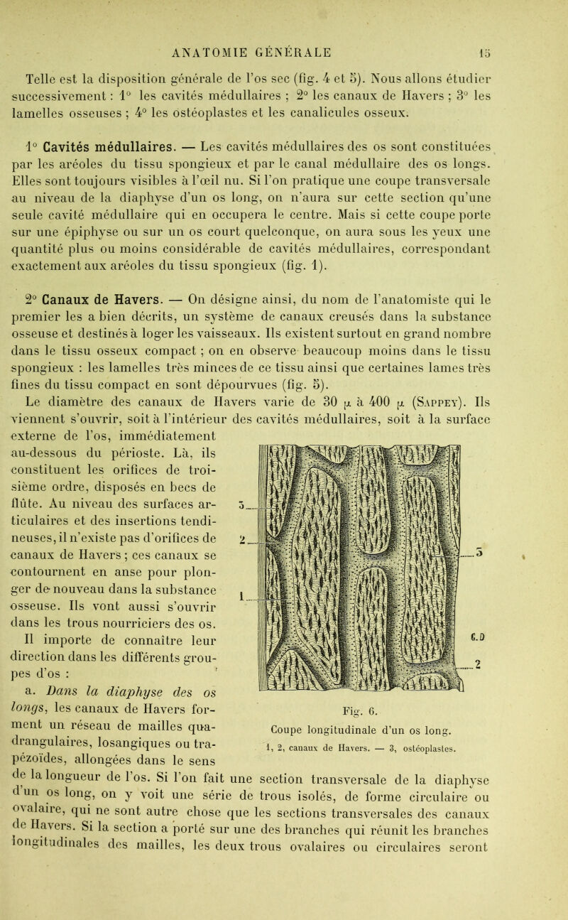 Telle est la disposition générale de l’os sec (fig. 4 et 5). Nous allons étudier successivement : les cavités médullaires ; 2*^ les canaux de Havers ; 3*^ les lamelles osseuses ; 4° les ostéoplastes et les canalicules osseux. 1° Cavités médullaires. — Les cavités médullaires des os sont constituées par les aréoles du tissu spongieux et par le canal médullaire des os longs. Elles sont toujours visibles à l’œil nu. Si l’on pratique une coupe transversale au niveau de la diaphyse d’un os long, on n’aura sur cette section qu’une seule cavité médullaire qui en occupera le centre. Mais si cette coupe porte sur une épiphyse ou sur un os court quelconque, on aura sous les yeux une quantité plus ou moins considérable de cavités médullaires, correspondant exactement aux aréoles du tissu spongieux (fig. 1). 2® Canaux de Havers. — On désigne ainsi, du nom de l’anatomiste qui le premier les a bien décrits, un système de canaux creusés dans la substance osseuse et destinés à loger les vaisseaux. Ils existent surtout en grand nombre dans le tissu osseux compact ; on en observe beaucoup moins dans le tissu spongieux : les lamelles très minces de ce tissu ainsi que certaines lames très fines du tissu compact en sont dépourvues (fig. 3). Le diamètre des canaux de Havers varie de 30 g à 400 g (Sappey). Ils viennent s’ouvrir, soit à l’intérieur des cavités médullaires, soit à la surface externe de l’os, immédiatement au-dessous du périoste. Là, ils constituent les orifices de troi- sième ordre, disposés en becs de flûte. Au niveau des surfaces ar- ticulaires et des insertions tendi- neuses, il n’existe pas d’orifices de canaux de Havers ; ces canaux se contournent en anse pour plon- ger de-nouveau dans la substance osseuse. Ils vont aussi s’ouvrir dans les trous nourriciers des os. H importe de connaître leur direction dans les différents grou- pes d’os : a. Dam la diaphyse des os longs, les canaux de Havers for- ment un réseau de mailles qua- drangulaires, losangiques ou tra- pézoïdes, allongées dans le sens de la longueur de l’os. Si l’on fait une d un os long, on y voit une série de trous isolés, de forme circulaire ou o\alaire, qui ne sont autre chose que les sections transversales des canaux de Havers. Si la section a porté sur une des branches qui réunit les branches longitudinales des mailles, les deux trous ovalaires ou circulaires seront Fig. 6. Coupe longitudinale d’un os long. 1, 2, canaux de Havers. — 3, ostéoplastes. section transversale de la diaphyse