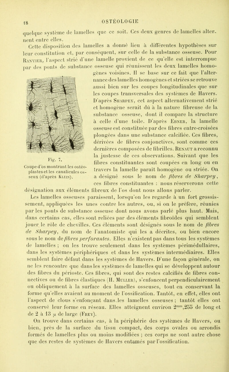 quelque système de lamelles que ce soit. Ces deux genres de lamelles alter- nent entre elles. Cette disposition des lamelles a donné lieu à différentes hypothèses sur leur constitution et, par conséquent, sur celle de la substance osseuse. Pour Ranvier, l’aspect strié d’une lamelle provient de ce qu’elle est interrompue par des ponts de substance osseuse qui réunissent les deux lamelles homo- gènes voisines. Il se base sur ce fait que l’alter- nance des lamelles homogènes et striées se retrouve aussi bien sur les coupes longitudinales que sur les coupes transversales des systèmes de Havers. D’après Sharpey, cet aspect alternativement strié et homogène serait dû à la nature fibreuse de la substance osseuse, dont il compare la structure à celle d’une toile. D’après Ebner, la lamelle osseuse est constituée par des fibres entre-croisées plongées dans une substance calcifiée. Ces fibres, dérivées de fibres conjonctives, sont comme ces dernières composées de fibrilles. Renaut a reconnu la justesse de ces observations. Suivant que les fibres constituantes sont coupées en long ou en travers la lamelle paraît homogène ou striée. On a désigné sous le nom de fibres de Sharpey, ces fibres constituantes : nous réserverons cette désignation aux éléments fibreux de l’os dont nous allons parler. Les lamelles osseuses paraissent, lorsqu’on les regarde à un fort grossis- sement, appliquées les unes contre les autres, ou, si on le préfère, réunies par les ponts de substance osseuse dont nous avons parlé plus haut. Mais, dans certains cas, elles sont reliées par des éléments fibroïdes qui semblent jouer le rôle de chevilles. Ces éléments sont désignés sous le nom de fibres de Sharpey, du nom de l’anatomiste qui les a décrites, ou bien encore sous le nom défibrés perforantes. Elles n’existent pas dans tous les systèmes de lamelles ; on les trouve seulement dans les systèmes périmédullaires, dans les systèmes périphériques et dans les systèmes intermédiaires. Elles semblent faire défaut dans les systèmes de Havers. D’une façon générale, on ne les rencontre que dans les systèmes de lamelles qui se développent autour des fibres du périoste. Ces fibres, qui sont des restes calcifiés de fibres con- nectives ou de fibres élastiques (II. Muller), s’enfoncent perpendiculairement ou obliquement à la surface des lamelles osseuses, tout en conservant la forme qu’elles avaient au moment de l’ossification. Tantôt, en effet, elles ont l’aspect de clous s’enfonçant dans.les lamelles osseuses; tantôt elles ont conservé leur forme en réseau. Elles atteignent environ de long et de 2 à 13 g de large (Erey). On trouve dans certains cas, à la périphérie des systèmes de Havers, ou bien, près de la surface du tissu compact, des corps ovales ou arrondis formés de lamelles plus ou moins modifiées ; ces corps ne sont autre chose que des restes de systèmes de Havers entamés par l’ossification. Fig. 7. Coupe d’os montrant les ostéo- plastesetles canalicules os- seux (d’après Klein).