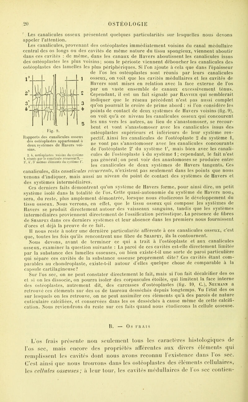^ Les canalicules osseux présentent quelques particularités sur lesquelles nous devons appeler l’attention. Les canalicules, provenant des ostéoplastes immédiatement voisins du canal médullaire central des os longs ou des cavités de même nature du tissu spongieux, viennent aboutir dans ces cavités : de même, dans les canaux de llavers aboutissent les canalicules issus des ostéoplastes les plus voisins; sous le périoste viennent déboucher les canalicules des ostéoplastes des lamelles les plus périphériques. Si l’on ajoute à cela que dans l’épaisseur de l’os les ostéoplastes sont réunis par leurs canalicules osseux, on voit que les cavités médullaires et les cavités de llavers sont mises en relation avec la face externe de l’os par un vaste ensemble de canaux excessivement ténus. Cependant, il est un fait signalé par Ranvier qui semblerait indiquer que le réseau précédent n’est t^as aussi complet qu’on pourrait le croire de prime abord : si l’on considère les points de contact de deux systèmes de Havers voisins (fig. 9), on voit qu’à ce niveau les canalicules osseux qui concourent les uns vers les autres, au lieu de s’anastomoser, se recour- bent et vont s’anastomoser avec les canalicules issus des ostéoplastes supérieurs et inférieurs de leur système res- pectif. Ainsi les canalicules de l’ostéoplaste 2 du système 1, ne vont pas s’anastomoser avec les canalicules concourants de l’ostéoplaste 2’ du système 1’, mais bien avec les canali- cules de l’ostéoplaste 4 du système i ; cependant, le fait n’est pas général; on peut voir des anastomoses se produire entre les canalicules de deux systèmes de Havers tangents. Ces canalicules, dils ca7ialicules récurrents, n’existent pas seulement dans les points que nous venons d’indiquer, mais aussi au niveau du point de contact des systèmes de Havers et des systèmes intermédiaires. Ces derniers faits démontrent qu’un système de Havers forme, pour ainsi dire, un petit système isolé dans la totalité de l’os. Cette quasi-autonomie du système de Havers nous sera, du reste, plus amplement démontrée, lorsque nous étudierons le développement du tissu osseux. Nous verrons, en effet, que le tissu osseux qui compose les systèmes de Havers se produit directement autour des vaisseaux sanguins, tandis que les systèmes intermédiaires proviennent directement de l’ossification périostique. La présence de fibres de Sharpey dans ces derniers systèmes et leur absence dans les premiers nous fournissent d’ores et déjà la preuve de ce fait. Il nous reste à noter une dernière particularité afférente à ces canalicules osseux, c’est Rapports des canalicules osseux des ostéoplastes appartenant à deux systèmes de Havers voi- sins. 2, 4, ostéoplastes voisins du système 1, réunis par le canalicule récurrents.—■ 2’, 4’, 3’ mêmes éléments du système 1’. que, toutes les fois qu’ils rencontrent une fibre de Sharpey, ils la contournent. Nous devons, avant de terminer ce qui a trait à l’ostéoplaste et aux canalicules osseux, examiner la question suivante : La paroi de ces cavités est-elle directement limitée par la substance des lamelles osseuses, ou bien existe-t-il une sorte de paroi particulière qui sépare ces cavités de la substance osseuse proprement dite? Ces cavités étant com- parables au chondroplaste, existe-t-il autour d’elles quelque chose de comparable à la capsule cartilagineuse? Sur l’os sec, on ne peut constater directement le fait, mais si l’on fait décalcifier des os et si on les dissocie, on pourra isoler des corpuscules étoilés, qui limitent la face interne des ostéoplastes, autrement dit, des carcasses d’ostéoplastes (fig. 10, C.), Neumann a retrouvé ces éléments sur des os de taureau desséchés depuis longtemps. Vu l’état des os sur lesquels on les retrouve, on ne peut assimiler ces éléments qu’à des parois de nature cuticulaire calcifiées, et conservées dans les os desséchés à cause même de cette calcifi- cation. Nous reviendrons du reste sur ces faits quand nous étudierons la cellule osseuse. B. — Os frais L’os frais présente non seulement tous les caractères histologiques de l’os sec, mais encore des propriétés afférentes aux divers éléments qui remplissent les cavités dont nous avons reconnu l’existence dans l’os sec. C’est ainsi que nous trouvons dans les ostéoplastes des éléments cellulaires, les cellules osseuses; à leur tour, les cavités médullaires de Los sec contien-