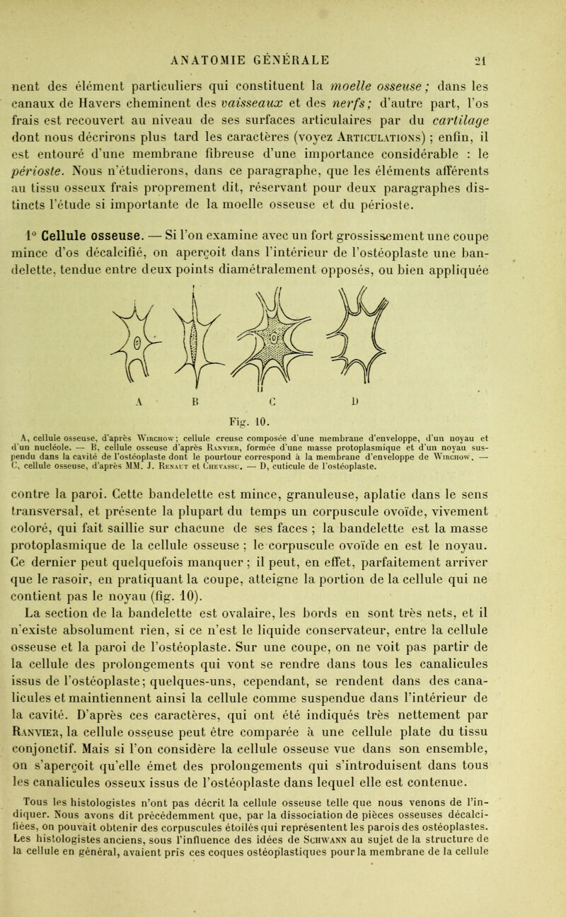 nent des élément particuliers qui constituent la moelle osseuse ; clans les canaux de Havers cheminent des vaisseaicx et des nerfs; d’autre part, l’os frais est recouvert au niveau de ses surfaces articulaires par du cartilage dont nous décrirons plus tard les caractères (voyez Articulations) ; enfin, il est entouré d’une membrane fibreuse d’une importance considérable : le périoste. Nous n’étudierons, dans ce paragraphe, que les éléments afférents au tissu osseux frais proprement dit, réservant pour deux paragraphes dis- tincts l’étude si importante de la moelle osseuse et du périoste. Cellule osseuse. — Si l’on examine avec un fort grossissement une coupe mince d’os décalcifié, on aperçoit dans l’intérieur de l’ostéoplaste une ban- delette, tendue entre deux points diamétralement opposés, ou bien appliquée AB G B Fig. 10. A, cellule osseuse, d’après Wirchow; cellule creuse composée d’une membrane d’enveloppe, d’un noyau et d’un nucléole. — B, cellule osseuse d’après Ranvier, formée d’une masse protoplasmique et d’un noyau sus- pendu dans la cavité de l’ostéoplaste dont le pourtour correspond à la membrane d’enveloppe de Wirchow. — C, cellule osseuse, d’après MM. J. Renaut et Chevassc. — D, cuticule de l’ostéoplaste. contre la paroi. Cette bandelette est mince, granuleuse, aplatie dans le sens transversal, et présente la plupart du temps un corpuscule ovoïde, vivement coloré, qui fait saillie sur chacune de ses faces ; la bandelette est la masse protoplasmique de la cellule osseuse ; le corpuscule ovoïde en est le noyau. Ce dernier peut quelquefois manquer ; il peut, en effet, parfaitement arriver que le rasoir, en pratiquant la coupe, atteigne la portion de la cellule qui ne contient pas le noyau (fig. 10). La section de la bandelette est ovalaire, les bords en sont très nets, et il n’existe absolument rien, si ce n’est le liquide conservateur, entre la cellule osseuse et la paroi de l’ostéoplaste. Sur une coupe, on ne voit pas partir de la cellule des prolongements qui vont se rendre dans tous les canalicules issus de l’ostéoplaste ; quelques-uns, cependant, se rendent dans des cana- licules et maintiennent ainsi la cellule comme suspendue dans l’intérieur de la cavité. D’après ces caractères, qui ont été indiqués très nettement par Ranvier, la cellule osseuse peut être comparée à une cellule plate du tissu conjonctif. Mais si l’on considère la cellule osseuse vue dans son ensemble, on s’aperçoit qu’elle émet des prolongements qui s’introduisent dans tous les canalicules osseux issus de l’ostéoplaste dans lequel elle est contenue. Tous les histologistes n’ont pas décrit la cellule osseuse telle que nous venons de l’in- diquer. Nous avons dit précédemment que, par la dissociation de pièces osseuses décalci- fiées, on pouvait obtenir des corpuscules étoilés qui représentent les parois des ostéoplastes. Les histologistes anciens, sous l’influence des idées de Schwann au sujet de la structure de la cellule en général, avaient pris ces coques ostéoplastiques pour la membrane de la cellule