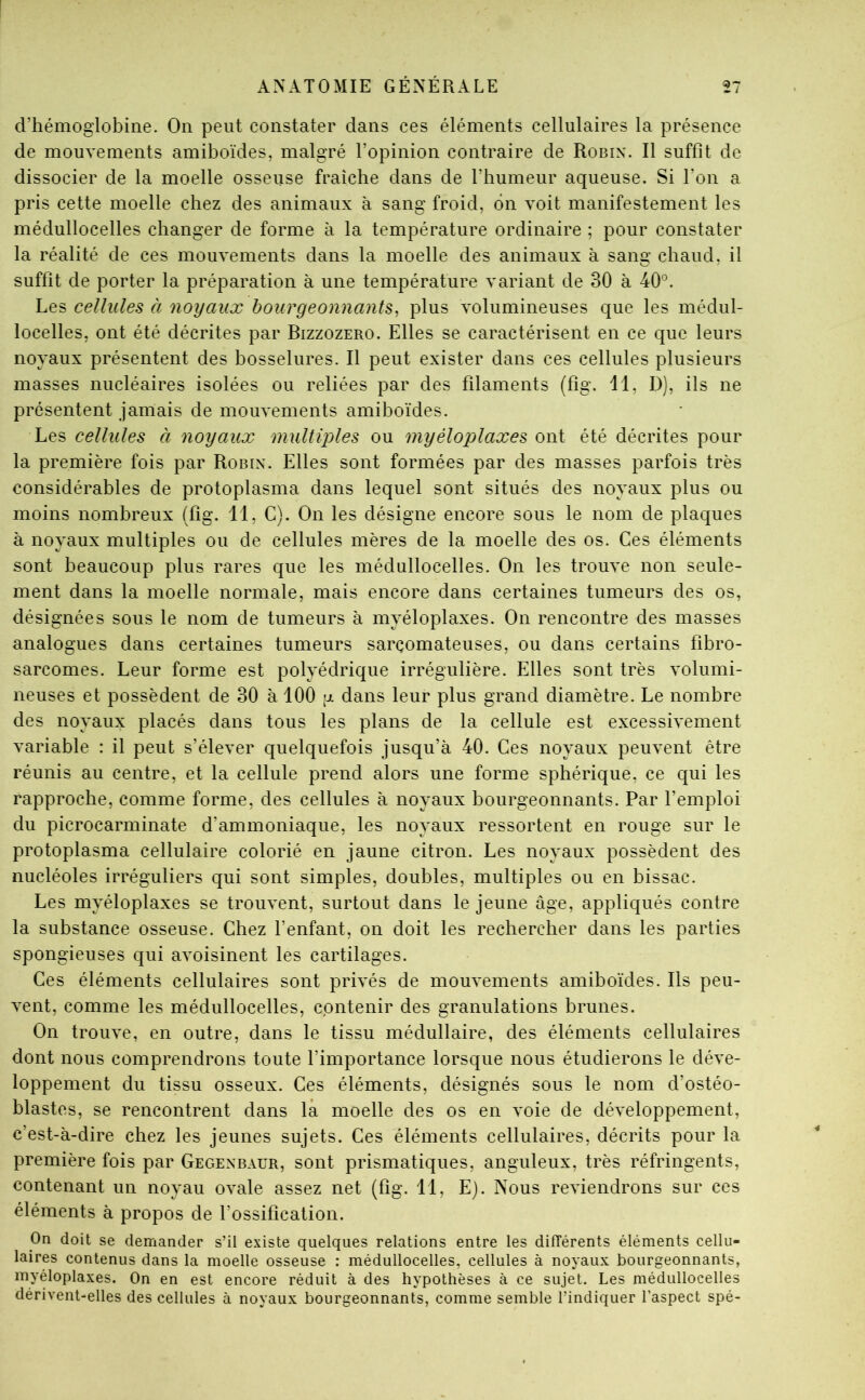 d’hémoglobine. On peut constater dans ces éléments cellulaires la présence de mouvements amiboïdes, malgré l’opinion contraire de Robin. Il suffit de dissocier de la moelle osseuse fraîche dans de l’humeur aqueuse. Si l’on a pris cette moelle chez des animaux à sang froid, ôn voit manifestement les médullocelles changer de forme à la température ordinaire ; pour constater la réalité de ces mouvements dans la moelle des animaux à sang chaud, il suffit de porter la préparation à une température variant de 30 à 40®. Les cellules à noyaux bourgeonnants^ plus volumineuses que les médul- locelles, ont été décrites par Bizzozero. Elles se caractérisent en ce que leurs noyaux présentent des bosselures. Il peut exister dans ces cellules plusieurs masses nucléaires isolées ou reliées par des filaments (fig. 11, D), ils ne présentent jamais de mouvements amiboïdes. Les cellules à noyaux multiples ou myéloplaxes ont été décrites pour la première fois par Robin. Elles sont formées par des masses parfois très considérables de protoplasma dans lequel sont situés des noyaux plus ou moins nombreux (fig. 11, G). On les désigne encore sous le nom de plaques à noyaux multiples ou de cellules mères de la moelle des os. Ces éléments sont beaucoup plus rares que les médullocelles. On les trouve non seule- ment dans la moelle normale, mais encore dans certaines tumeurs des os, désignées sous le nom de tumeurs à myéloplaxes. On rencontre des masses analogues dans certaines tumeurs sarcomateuses, ou dans certains fibro- sarcomes. Leur forme est polyédrique irrégulière. Elles sont très volumi- neuses et possèdent de 30 à 100 a dans leur plus grand diamètre. Le nombre des noyaux placés dans tous les plans de la cellule est excessivement variable : il peut s’élever quelquefois jusqu’à 40. Ces noyaux peuvent être réunis au centre, et la cellule prend alors une forme sphérique, ce qui les rapproche, comme forme, des cellules à noyaux bourgeonnants. Par l’emploi du picrocarminate d’ammoniaque, les noyaux ressortent en rouge sur le protoplasma cellulaire colorié en jaune citron. Les noyaux possèdent des nucléoles irréguliers qui sont simples, doubles, multiples ou en bissac. Les myéloplaxes se trouvent, surtout dans le jeune âge, appliqués contre la substance osseuse. Chez l’enfant, on doit les rechercher dans les parties spongieuses qui avoisinent les cartilages. Ces éléments cellulaires sont privés de mouvements amiboïdes. Ils peu- vent, comme les médullocelles, contenir des granulations brunes. On trouve, en outre, dans le tissu médullaire, des éléments cellulaires dont nous comprendrons toute l’importance lorsque nous étudierons le déve- loppement du tissu osseux. Ces éléments, désignés sous le nom d’ostéo- blastes, se rencontrent dans là moelle des os en voie de développement, c’est-à-dire chez les jeunes sujets. Ces éléments cellulaires, décrits pour la première fois par Gegenbaur, sont prismatiques, anguleux, très réfringents, contenant un noyau ovale assez net (fig. 11, E). Nous reviendrons sur ces éléments à propos de l’ossification. On doit se demander s’il existe quelques relations entre les différents éléments cellu- laires contenus dans la moelle osseuse ; médullocelles, cellules à noyaux bourgeonnants, myéloplaxes. On en est encore réduit à des hypothèses à ce sujet. Les médullocelles dérivent-elles des cellules à noyaux bourgeonnants, comme semble l’indiquer l’aspect spé-
