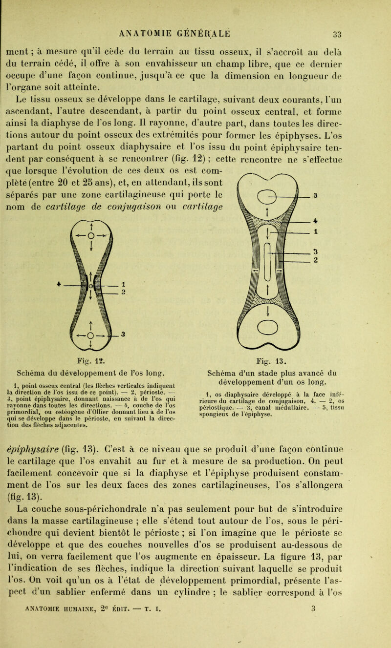ment ; à mesure qu’il cède du terrain au tissu osseux, il s’accroît au delà du terrain cédé, il offre à son envahisseur un champ libre, que ce dernier occupe d’une façon continue, jusqu’à ce que la dimension en longueur de l’organe soit atteinte. Le tissu osseux se développe dans le cartilage, suivant deux courants, l’un ascendant, l’autre descendant, à partir du point osseux central, et forme ainsi la diaphyse de l’os long. Il rayonne, d’autre part, dans toutes les direc- tions autour du point osseux des extrémités pour former les épiphyses. L’os partant du point osseux diaphysaire et l’os issu du point épiphysaire ten- dent par conséquent à se rencontrer (fig. 12) ; cette rencontre ne s’effectue que lorsque l’évolution de ces deux os est com- plète (entre 20 et 25 ans), et, en attendant, ils sont séparés par une zone cartilagineuse qui porte le nom de cartilage de conjugaison ou cartilage Fig. 12. Schéma du développement de l’os long. 1, point osseux central (les flèches verticales indiquent la direction de l’os issu de ce point). — 2, périoste. — 3, point épiphysaire, donnant naissance à de l’os qui rayonne dans toutes les directions. — 4, couche de l’os primordial, ou ostéogcne d’Ollier donnant lieu à de l’os qui se développe dans le périoste, en suivant la direc- tion des flèches adjacentes. Fig. 13. Schéma d’un stade plus avancé du développement d’un os long. 1, os diaphysaire développé à la face infé- rieure du cartilage de conjugaison, 4. — 2, os périoslique. — 3, canal médullaire. — 5, tissu spongieux de l’épiphyse. épiphysaire (fig. 13). C’est à ce niveau que se produit d’une façon continue le cartilage que l’os envahit au fur et à mesure de sa production. On peut facilement concevoir que si la diaphyse et l’épiphyse produisent constam- ment de l’os sur les deux faces des zones cartilagineuses, l’os s’allongera (fig. 13). La couche sous-périchondrale n’a pas seulement pour but de s’introduire dans la masse cartilagineuse ; elle s’étend tout autour de l’os, sous le péri- chondre qui devient bientôt le périoste ; si l’on imagine que le périoste se développe et que des couches nouvelles d’os se produisent au-dessous de lui, on verra facilement que l’os augmente en épaisseur. La figure 13, par l’indication de ses flèches, indique la direction suivant laquelle se produit l’os. On voit qu’un os à l’état de développement primordial, présente l’as- pect d’un sablier enfermé dans un cylindre ; le sablier correspond à l’os AN.VTOMIE HUMAINE, 2® ÉDIT. — T. I. 3