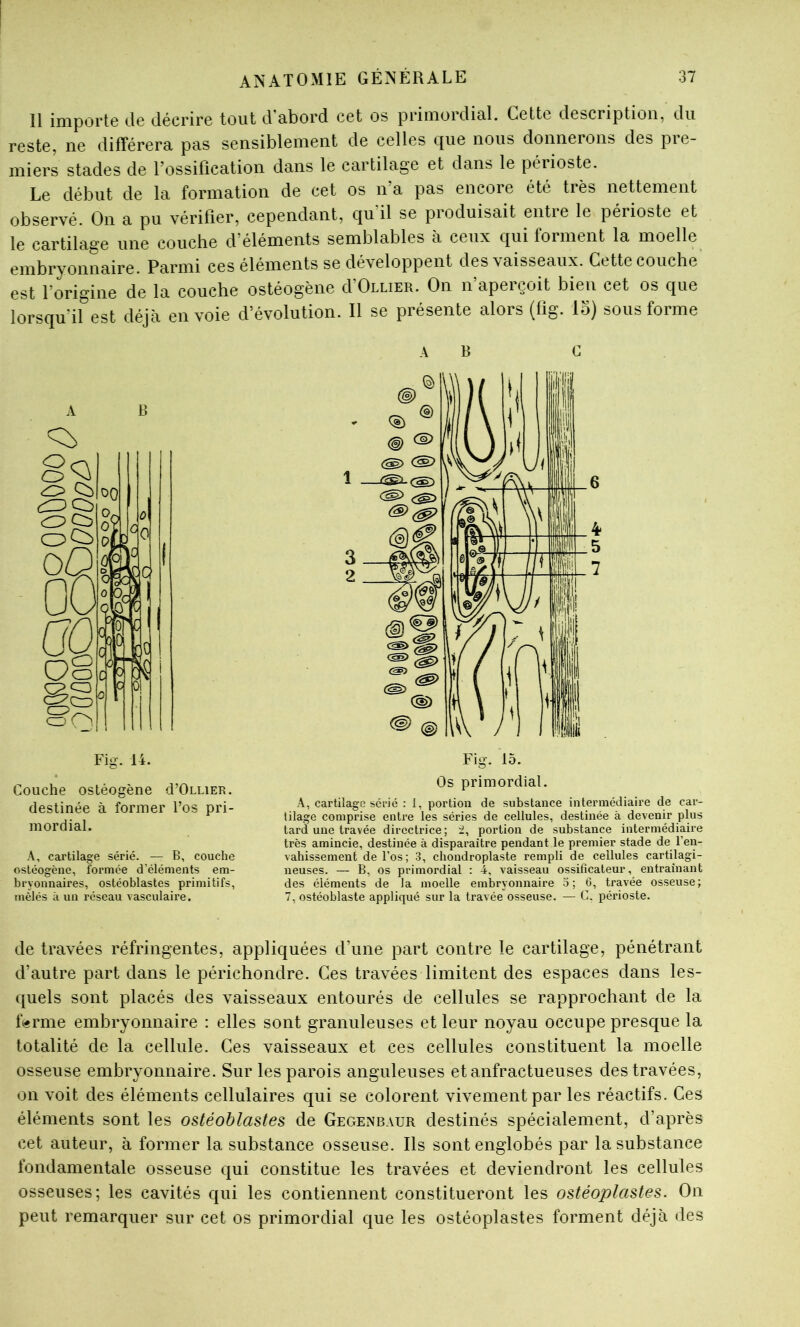 11 importe de décrire tout d’abord cet os primordial. Cette description, du reste, ne différera pas sensiblement de celles que nous donnerons des pre- miers stades de l’ossification dans le cartilage et dans le périoste. Le début de la formation de cet os n’a pas encore été très nettement observé. On a pu vérifier, cependant, qu’il se produisait entre le périoste et le cartilage une couche d’éléments semblables à ceux qui forment la moelle embryonnaire. Parmi ces éléments se développent des vaisseaux. Cette couche est l’origine de la couche ostéogène d’OiuER. On n’aperçoit bien cet os que lorsqu’il est déjà envoie d’évolution. Il se présente alors (fig. lo) sous forme Fig. 14. Couche ostéogène cFOluer. destinée à former l’os pri- mordial. A, cartilage sérié. — B, couche ostéogène, formée d’éléments em- bryonnaires, ostéoblastes primitifs, mêlés il un réseau vasculaire. A B C A, cartilage sérié : 1, portion de substance intermédiaire de car- tilage comprise entre les séries de cellules, destinée à devenir plus tard une travée directrice ; 2, portion de substance intermédiaire très amincie, destinée à disparaître pendant le premier stade de l’en- vahissement de l’os; 3, chondroplaste rempli de cellules cartilagi- neuses. — B, os primordial : 4, vaisseau ossificateur, entraînant des éléments de la moelle embryonnaire 5; 6, travée osseuse; 7, ostéoblaste appliqué sur la travée osseuse. — C. périoste. de travées réfringentes, appliquées d’une part contre le cartilage, pénétrant d’autre part dans le périchondre. Ces travées limitent des espaces dans les- quels sont placés des vaisseaux entourés de cellules se rapprochant de la f(«rme embryonnaire : elles sont granuleuses et leur noyau occupe presque la totalité de la cellule. Ces vaisseaux et ces cellules constituent la moelle osseuse embryonnaire. Sur les parois anguleuses et anfractueuses des travées, on voit des éléments cellulaires qui se colorent vivement par les réactifs. Ces éléments sont les ostéoblastes de Gegenbaur destinés spécialement, d’après cet auteur, à former la substance osseuse. Ils sont englobés par la substance fondamentale osseuse qui constitue les travées et deviendront les cellules osseuses; les cavités qui les contiennent constitueront les ostéoplastes. On peut remarquer sur cet os primordial que les ostéoplastes forment déjà des