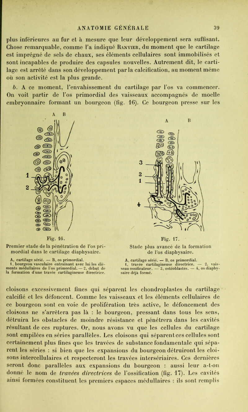 plus inférieures au fur et à mesure que leur développement sera suffisant. Chose remarquable, comme l’a indiqué Ranvier, du moment que le cartilage est imprégné de sels de chaux, ses éléments cellulaires sont immobilisés et sont incapables de produire des capsules nouvelles. Autrement dit, le carti- lage est arrêté dans son développement parla calcification, au moment même où son activité est la plus grande. h. A ce moment, l’envahissement du cartilage par l’os va commencer. On voit partir de l’os primordial des vaisseaux accompagnés de moelle embryonnaire formant un bourgeon (fig. 16). Ce bourgeon presse sur les A B Premier stade delà pénétration de l’os pri- mordial dans le cartilage diaphysaire. A, cartilage sérié. — B, os primordial. 1, bourgeon vasculaire entraînant avec lui les élé- ments médullaires de l'os primordial. — 2, début de la formation d'une travée cartilagineuse directrice. A B Fig. 17. Stade plus avancé de la formation de l’os diaphysaire. A, cartilage sérié. — B, os primordial. 1, travée cartilagineuse directrice. — 2, vais- seau ossificateur. — 3, ostéoblastes. — 4, os diaphy- saire déjà formé. cloisons excessivement fines qui séparent les chondroplastes du cartilage calcifié et les défoncent. Gomme les vaisseaux et les éléments cellulaires de ce bourgeon sont en voie de prolifération très active, le défoncement des cloisons ne s’arrêtera pas là : le bourgeon, pressant dans tous les sens, détruira les obstacles de moindre résistance et pénétrera dans les cavités résultant de ces ruptures. Or, nous avons vu que les cellules du cartilage sont empilées en séries parallèles. Les cloisons qui séparent ces cellules sont certainement plus fines que les travées de substance fondamentale qui sépa- rent les séries : si bien que les expansions du bourgeon détruiront les cloi- sons intercellulaires et respecteront les travées intersériaires. Ces dernières seront donc parallèles aux expansions du bourgeon : aussi leur a-t-on donné le nom de travées directrices de l’ossification (fig. 17). Les cavités ainsi formées constituent les premiers espaces médullaires : ils sont remplis