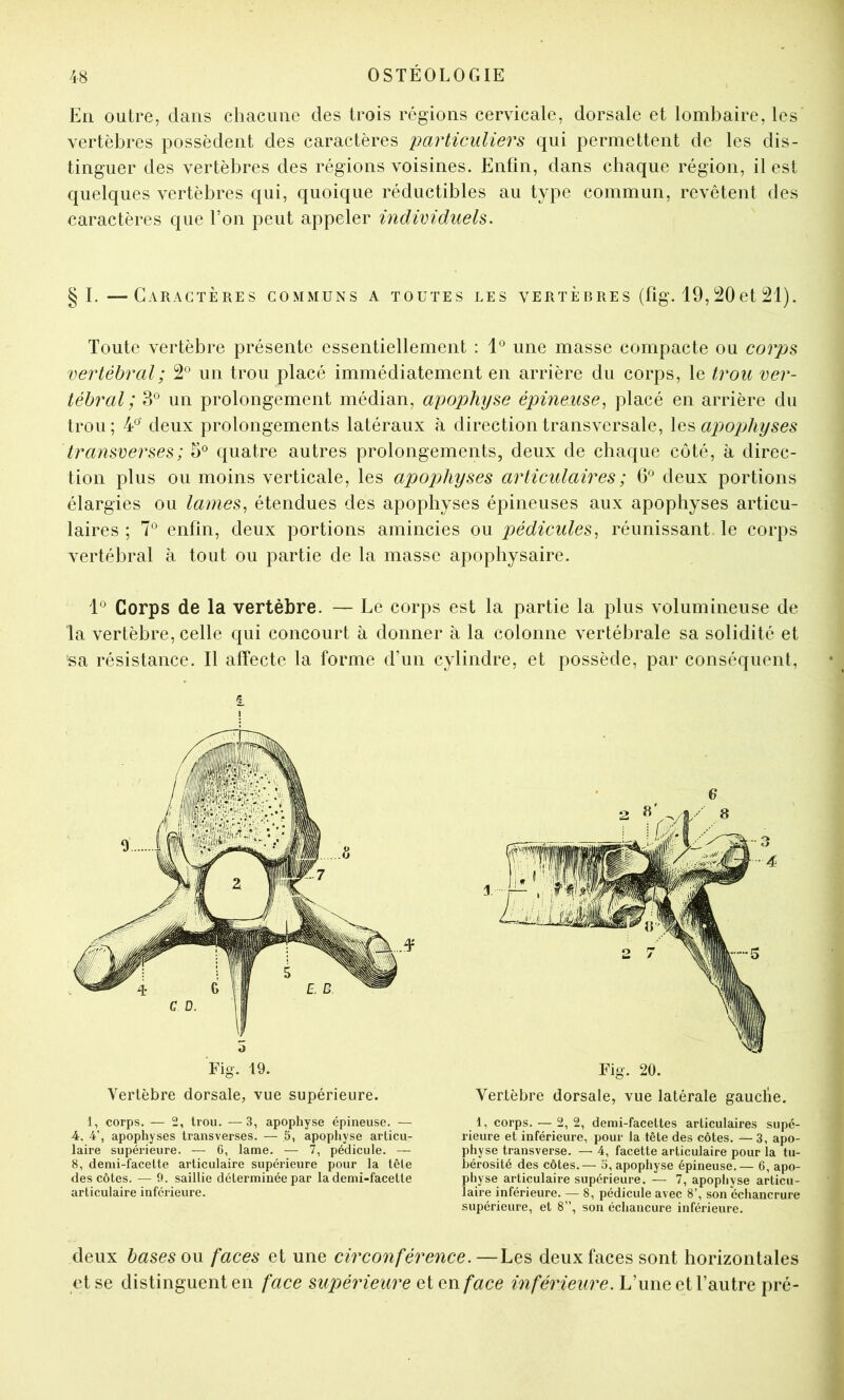 En outre, dans chacune des trois régions cervicale, dorsale et lombaire, les vertèbres possèdent des caractères particuliers qui permettent de les dis- tinguer des vertèbres des régions voisines. Enfin, dans chaque région, il est quelques vertèbres qui, quoique réductibles au type commun, revêtent des caractères que l’on peut appeler individuels. §L —Caractères communs a toutes les vertèbres (fig. 19, et 21). Toute vertèbre présente essentiellement : 1° une masse compacte ou corps vertébral ; 2® un trou placé immédiatement en arrière du corps, le trou ver- tébral ; 3® un prolongement médian, apophyse épineuse, placé en arrière du trou; 4°' deux prolongements latéraux à direction transversale, ap)02:)hyses transverses ; 5° quatre autres prolongements, deux de chaque côté, à direc- tion plus ou moins verticale, les apophyses articulaires ; deux portions élargies ou lames, étendues des apophyses épineuses aux apophyses articu- laires ; 7*^ enfin, deux portions amincies ou pédicules, réunissant le corps vertébral à tout ou partie de la masse apophysaire. 1® Corps de la vertèbre. — Le corps est la partie la plus volumineuse de la vertèbre, celle qui concourt à donner à la colonne vertébrale sa solidité et sa résistance. Il affecte la forme d’un cylindre, et possède, par conséquent, Fig-. 19. Vertèbre dorsale, vue supérieure. Fig. 20. Vertèbre dorsale, vue latérale gauclie. I, corps. — 2, trou. —3, apophyse épineuse. — 4, 4’, apophyses transverses. — 5, apopliyse articu- laire supérieure. — 6, lame. — 7, pédicule. — 8, demi-facette articulaire supérieure pour la tête des côtes. — 0. saillie déterminée par la demi-facette articulaire inférieure. 1, corps. — 2,2, demi-facettes articulaires supé- rieure et inférieure, pour la tête des côtes. —3, apo- physe transverse. — 4, facette articulaire pour la tu- bérosité des côtes.— o, apophyse épineuse.— 6, apo- physe articulaire supérieure. — 7, apopliyse articu- laire inférieure. — 8, pédicule avec 8’, son échancrure supérieure, et 8”, son échancure inférieure. deux bases on faces et une circonférence.—Les deux faces sont horizontales et se distinguent en face supérieure oi on face inférieure. L’une et l’autre pré-