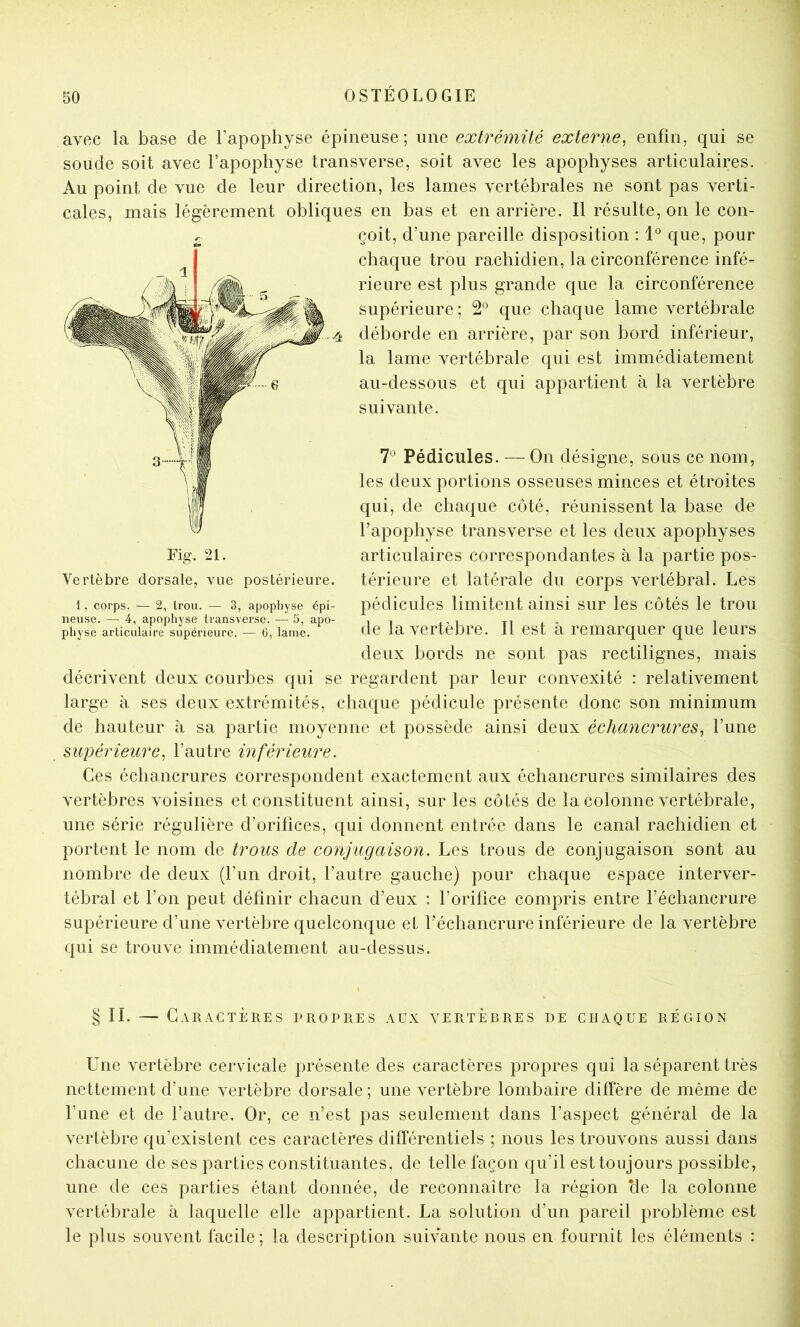 avec la base de l’apophyse épineuse; une extrémité externe^ enfin, qui se soude soit avec l’apophyse transverse, soit avec les apophyses articulaires. Au point de vue de leur direction, les lames vertébrales ne sont pas verti- cales, mais légèrement obliques en bas et en arrière. Il résulte, on le con- çoit, d’une pareille disposition : 1° que, pour chaque trou rachidien, la circonférence infé- rieure est plus grande que la circonférence supérieure; 2® que chaque lame vertébrale déborde en arrière, par son bord inférieur, la lame vertébrale qui est immédiatement au-dessous et qui appartient à la vertèbre suivante. 7® Pédicules. — On désigne, sous ce nom, les deux portions osseuses minces et étroites qui, de chaque côté, réunissent la base de l’apophyse transverse et les deux apophyses articulaires correspondantes à la partie pos- térieure et latérale du corps vertébral. Les pédicules limitent ainsi sur les côtés le trou de la vertèbre. Il est à remarquer que leurs deux bords ne sont pas rectilignes, mais décrivent deux courbes qui se regardent par leur convexité : relativement large à ses deux extrémités, chaque pédicule présente donc son minimum de hauteur à sa partie moyenne et possède ainsi deux échancrures^ l’une supérieure^ l’autre inférieure. Ces échancrures correspondent exactement aux échancrures similaires des vertèbres voisines et constituent ainsi, sur les côtés de la colonne vertébrale, une série régulière d’orifices, qui donnent entrée dans le canal rachidien et portent le nom de trous de conjugaison. Les trous de conjugaison sont au nombre de deux (l’un droit, l’autre gauche) pour chaque espace interver- tébral et l’on peut définir chacun d’eux : l’orifice compris entre l’échancrure supérieure d’une vertèbre quelconque et l’échancrure inférieure de la vertèbre qui se trouve immédiatement au-dessus. Vertèbre dorsale, vue postérieure. 1, corps. — 2, trou. — 3, apopliyse épi- neuse. — 4, apophyse transverse. — 5, apo- physe articulaire supérieure. — 6, lame. § IL — Caractères propres aux vertèbres de chaque région Une vertèbre cervicale présente des caractères propres qui la séparent très nettement d’une vertèbre dorsale ; une vertèbre lombaire diffère de même de l’une et de l’autre. Or, ce n’est pas seulement dans l’aspect général de la vertèbre qu’existent ces caractères dilférentiels ; nous les trouvons aussi dans chacune de ses parties constituantes, de telle façon qu’il est toujours possible, une de ces parties étant donnée, de reconnaître la région cle la colonne vertébrale à laquelle elle appartient. La solution d’un pareil problème est le plus souvent facile; la description suivante nous en fournit les éléments :
