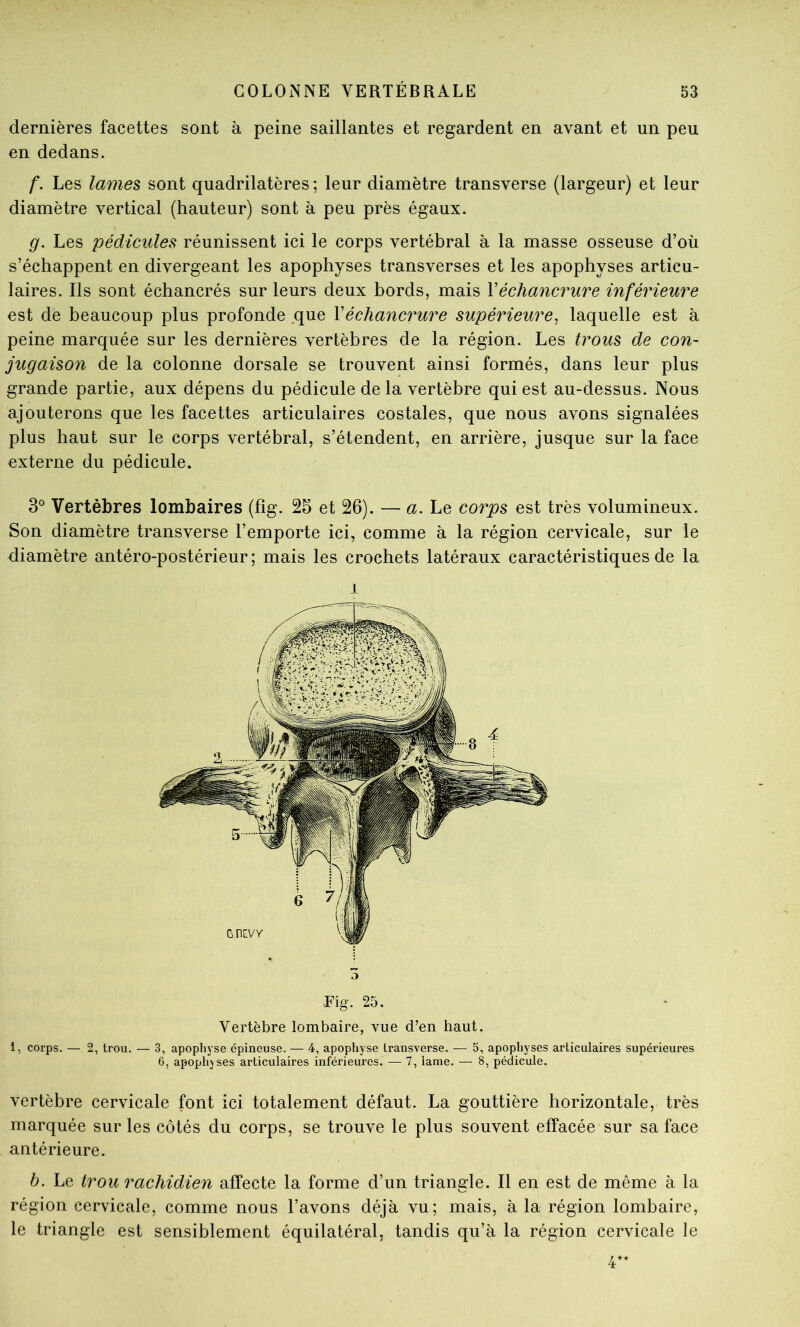 dernières facettes sont à peine saillantes et regardent en avant et un peu en dedans. f. Les lames sont quadrilatères ; leur diamètre transverse (largeur) et leur diamètre vertical (hauteur) sont à peu près égaux. g. Les pédicules réunissent ici le corps vertébral à la masse osseuse d’où s’échappent en divergeant les apophyses transverses et les apophyses articu- laires. Ils sont échancrés sur leurs deux bords, mais \échancrure inférieure est de beaucoup plus profonde .que Véchancrure supérieure^ laquelle est à peine marquée sur les dernières vertèbres de la région. Les trous de con- jugaison de la colonne dorsale se trouvent ainsi formés, dans leur plus grande partie, aux dépens du pédicule de la vertèbre qui est au-dessus. Nous ajouterons que les facettes articulaires costales, que nous avons signalées plus haut sur le corps vertébral, s’étendent, en arrière, jusque sur la face externe du pédicule. 3° Vertèbres lombaires (fig. 23 et 26). — a. Le corps est très volumineux. Son diamètre transverse l’emporte ici, comme à la région cervicale, sur le diamètre antéro-postérieur; mais les crochets latéraux caractéristiques de la 1 O -Fig. 25. Vertèbre lombaire, vue d’en haut. 1, corps. — 2, trou. — 3, apophyse épineuse. — 4, apophyse Iransverse. — 5, apophyses articulaires supérieures 6, apophyses articulaires inférieures. — 7, lame. — 8, pédicule. vertèbre cervicale font ici totalement défaut. La gouttière horizontale, très marquée sur les côtés du corps, se trouve le plus souvent effacée sur sa face antérieure. b. Le trou rachidien affecte la forme d’un triangle. Il en est de même à la région cervicale, comme nous l’avons déjà vu; mais, à la région lombaire, le triangle est sensiblement équilatéral, tandis qu’à la région cervicale le 4-