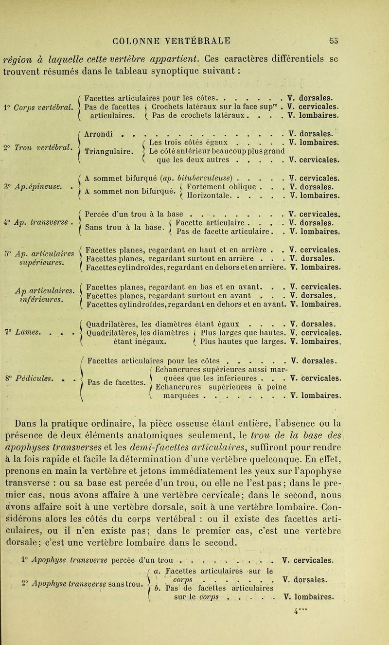 région à laquelle cette vertèbre appartient. Ces caractères différentiels se trouvent résumés dans le tableau synoptique suivant : [ Facettes articulaires pour les côtes V. dorsales. 1° Corps vertébral. J Pas de facettes ^ Crochets latéraux sur la face sup® . V. cervicales. ( articulaires. ( Pas de crochets latéraux.... V. lombaires. / Arrondi V. dorsales. ^ . 'ï, 7 ) C Les trois côtés égaux V. lombaires. 2® Trou vertébral, j triangulaire. < Le côté antérieur beaucoup plus grand [ ( que les deux autres V. cervicales. 3° Ap. épineuse. ( A sommet bifurqué {ap. bituberculeuse) . . . . < , , , , ( Fortement oblique . I A sommet non bifurque. ^ \ _ . V. cervicales. . V. dorsales. . V. lombaires. 4® Ap. transverse . Percée d’un trou à la base Facette articulaire . Sans trou à la base. Pas de facette articulaire . V. cervicales. V. dorsales. V. lombaires, 5° Ap. articulaires supérieures. ( Facettes planes, regardant en haut et en arrière . . V. cervicales. < Facettes planes, regardant surtout en arrière ... V. dorsales. ( Facettescylindroïdes,regardant endehorsetenarrière. V. lombaires. A P articulaires, inférieures. Facettes planes, regardant en bas et en avant. . . V. cervicales. Facettes planes, regardant surtout en avant ... V. dorsales. Facettes cylindroïdes, regardant en dehors et en avant. V. lombaires. [ Quadrilatères, les diamètres étant égaux .... V. dorsales. 7° Lames. . , . î Quadrilatères, les diamètres i Plus larges que hautes. V. cervicales. ( étant inégaux. ( Plus hautes que larges. V. lombaires. / Facettes articulaires pour les côtes V. dorsales. l / Echancrures supérieures aussi mar- 8° Pédicules. . . < r» ^ ^ \ quées que les inférieures ... V. cervicales. ) Pas de facettes. { i . I I Echancrures supérieures a peine i V marquées V. lombaires. Dans la pratique ordinaire, la pièce osseuse étant entière, l’absence ou la présence de deux éléments anatomiques seulement, le trou de la base des apophyses transverses et les demi-facettes articulairessuffiront pour rendre à la fois rapide et facile la détermination d’une vertèbre quelconque. En effet, prenons en main la vertèbre et jetons immédiatement les yeux sur l’apophyse transverse : ou sa base est percée d’un trou, ou elle ne l’est pas ; dans le pre- mier cas, nous avons affaire à une vertèbre cervicale; dans le second, nous avons affaire soit à une vertèbre dorsale, soit à une vertèbre lombaire. Con- sidérons alors les côtés du corps vertébral : ou il existe des facettes arti- culaires, ou il n’en existe pas; dans le premier cas, c’est une vertèbre dorsale; c’est une vertèbre lombaire dans le second. 1® Apophyse transverse percée d’un trou . . . . .... . t a. Facettes articulaires sur le 2° Apophyse transverse 'è'àXi’àiTOu. ’ ; corps b. Pas de facettes articulaires sur le corps . . , . . . V. cervicales. V. dorsales. V. lombaires. 4-*
