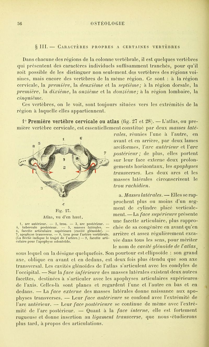 § III.— Caractères propres a certaines vertèbres Dans chacune des régions de la colonne vertébrale, il est quelques vertèbres qui présentent des caractères individuels suffisamment tranchés, pour qu’il soit possible de les distinguer non seulement, des vertèbres des régions voi- sines, mais encore des vertèbres de la même région. Ce sont : à la région cervicale, la première^ la deuxième et la septième; à la région dorsale, la première^ la dixième^ la onzième et la douzième ; à la région lombaire, la cinquième. Ces vertèbres, on le voit, sont toujours situées vers les extrémités de la région à laquelle elles appartiennent. 1° Première vertèbre cervicale ou atlas (fig. 27 et 28). — L’atlas, ou pre- mière vertèbre cervicale, est essentiellement constitué par deux masses laté- rales., réunies l’une à l’autre, en avant et en arrière, par deux lames arciformes, \arc antérieur et \arc postérieur; de plus, elles portent sur leur face externe deux prolon- gements horizontaux, les apophyses transverses. Les deux arcs et les masses latérales circonscrivent le trou rachidien. a. Masses latérales. — Elles se rap- prochent plus ou moins d’un seg- ment de cylindre placé verticale- ment. — La face supérieure présente une facette articulaire, plus rappro- chée de sa congénère en avant qu’en arrière et assez régulièrement exca- vée dans tous les sens, pour mériter le nom de cavité glénoïde de Vatlas^ sous lequel on la désigne quelquefois. Son pourtour est ellipsoïde : son grand axe, oblique en avant et en dedans, est deux fois plus étendu que son axe transversal. Les cavités glénoïdes de l’atlas s’articulent avec les condyles de l’occipital. —Sur Id^face inférieure des masses latérales existent deux autres facettes, destinées à s’articuler avec les apophyses articulaires supérieures de l’axis. Celles-là sont planes et regardent l’une et l’autre en bas et en dedans. — La face externe des masses latérales donne naissance aux apo- physes transverses. — Leur face antérieure se confond avec l’extrémité de l’arc antérieur. — Leur face postérieure se continue de même avec l’extré- mité de l’arc postérieur. — Quant à la face interne., elle est fortement rugueuse et donne insertion xv ligament transverse, que nous-étudierons plus tard, à propos des articulations. ± 6 Fig. 27. Atlas, vu d’en haut. 1, arc antérieur. — 2, trou. — 3, arc postérieur. — 4, tubercule postérieur. — 5, masses latérales. — 6, facette articulaire supérieure (cavité gléno'ide). — 7, apophyse transverse. — 8, trou pour l’artère vertébrale. (La flèche indique le trajet de l’artère.) — 9, facette arti- culaire pour l’apophyse odonto'ide.