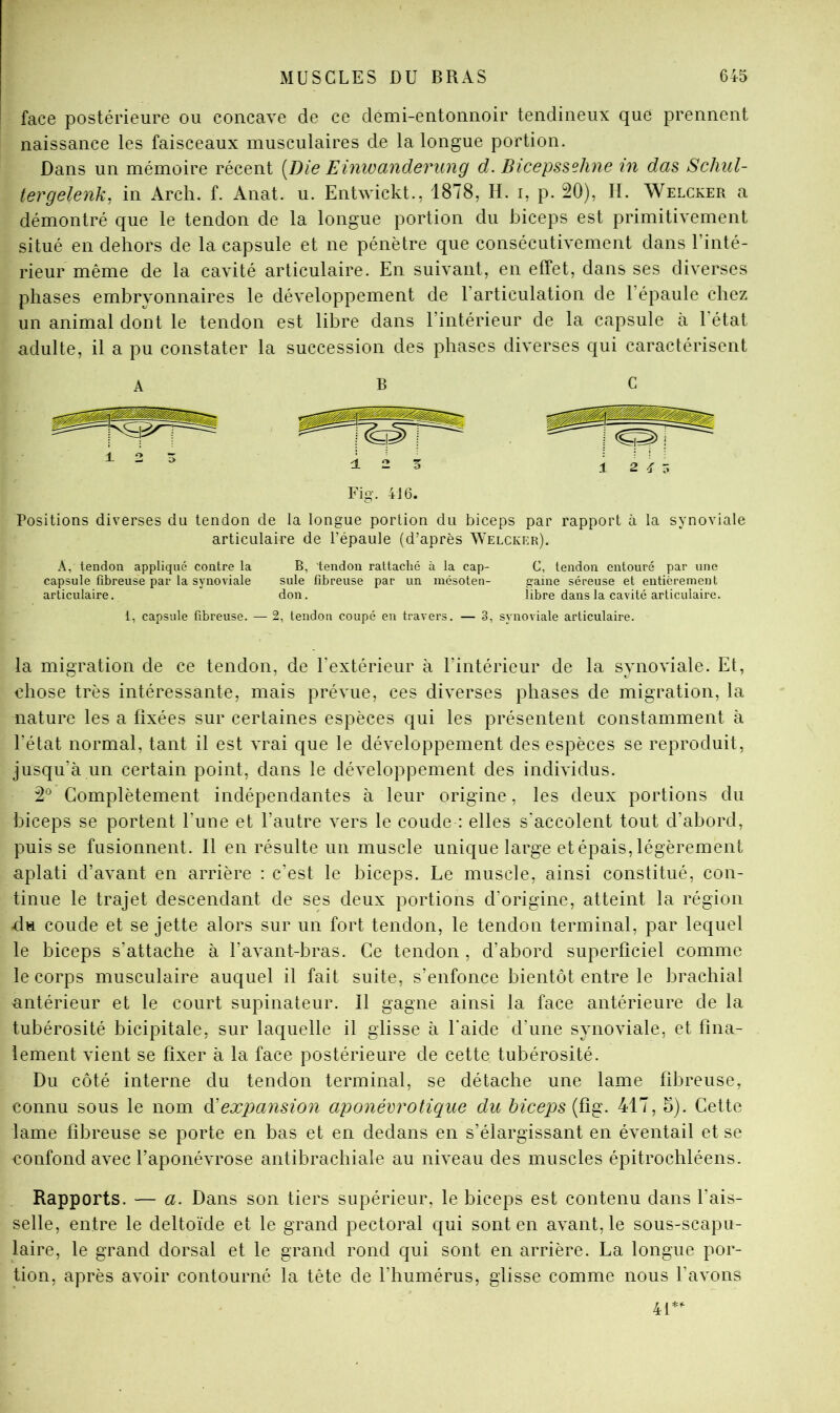 face postérieure ou concave de ce demi-entonnoir tendineux que prennent naissance les faisceaux musculaires de la longue portion. Dans un mémoire récent [Die Einwanderung d. Bicepssehne tn das Schul- tergelenk. in Arch. f. Anat. u. Entwickt., 1878, H. i, p. 20), II. Welcker a démontré que le tendon de la longue portion du biceps est primitivement situé en dehors de la capsule et ne pénètre que consécutivement dans l’inté- rieur même de la cavité articulaire. En suivant, en effet, dans ses diverses phases embryonnaires le développement de l’articulation de l’épaule chez un animal dont le tendon est libre dans l’intérieur de la capsule à 1 état adulte, il a pu constater la succession des phases diverses qui caractérisent ABC Fig. 416. Positions diverses du tendon de la longue portion du biceps par rapport à la synoviale articulaire de l’épaule (d’après Welcker). A, tendon appliqué contre la B, tendon rattache à la cap- C, tendon entouré par une capsule fibreuse par la synoviale suie fibreuse par un inésoten- gaine séreuse et entièrement articulaire. don, libre dans la cavité articulaire. 1, capsule fibreuse. — 2, tendon coupé en travers. — 3, synoviale articulaire. la migration de ce tendon, de l’extérieur à l’intérieur de la synoviale. Et, chose très intéressante, mais prévue, ces diverses phases de migration, la nature les a fixées sur certaines espèces qui les présentent constamment à l’état normal, tant il est vrai que le développement des espèces se reproduit, jusqu’à un certain point, dans le développement des individus. 2® Complètement indépendantes à leur origine, les deux portions du biceps se portent l’une et l’autre vers le coude : elles s'accolent tout d’abord, puisse fusionnent. Il en résulte un muscle unique large et épais, légèrement aplati d’avant en arrière : c’est le biceps. Le muscle, ainsi constitué, con- tinue le trajet descendant de ses deux portions d’origine, atteint la région du coude et se jette alors sur un fort tendon, le tendon terminal, par lequel le biceps s’attache à l’avant-bras. Ce tendon , d’abord superficiel comme le corps musculaire auquel il fait suite, s’enfonce bientôt entre le brachial antérieur et le court supinateur. Il gagne ainsi la face antérieure de la tubérosité bicipitale, sur laquelle il glisse à l'aide d’une synoviale, et fina- lement vient se fixer à la face postérieure de cette tubérosité. Du côté interne du tendon terminal, se détache une lame fibreuse, connu sous le nom d'expansion aponéerotique du biceps [d^. 417, 5). Cette lame fibreuse se porte en bas et en dedans en s’élargissant en éventail et se confond avec l’aponévrose antibrachiale au niveau des muscles épitrochléens. Rapports. — a. Dans son tiers supérieur, le biceps est contenu dans fais- selle, entre le deltoïde et le grand pectoral qui sont en avant, le sous-scapu- laire, le grand dorsal et le grand rond qui sont en arrière. La longue por- tion, après avoir contourné la tête de l’humérus, glisse comme nous l’avons 4L