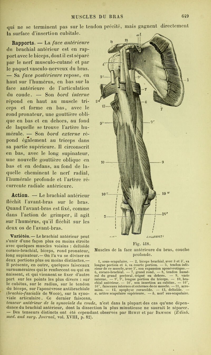 qui ne se terminent pas sur le tendon précité, mais gagnent directement la surface d’insertion cubitale. Rapports. — La face antérieure du brachial antérieur est en rap- port avec le biceps, dont il est séparé par le nerf musculo-cutané et par le paquet vasculo-nerveux du bras. — Sa face postérieure repose, en haut sur l’humérus, en bas sur la face antérieure de l’articulation du coude. — Son bord interne répond en haut au muscle tri- ceps et forme en bas, avec le rond pronateur, une gouttière obli- que en bas et en dehors, au fond de laquelle se trouve l’artère hu- mérale. — Son bord externe ré- pond également au triceps dans sa partie supérieure. Il circonscrit en bas, avec le long supinateur, une nouvelle gouttière oblique en bas et en dedans, au fond de la- quelle cheminent le nerf radial, l’humérale profonde et l’artère ré- currente radiale antérieure. Action. — Le brachial antérieur fléchit l’avant-bras sur le bras. Quand l’avant-bras est fixé, comme dans l’action de grimper, il agit sur l’humérus, qu’il fléchit sur les deux os de l’avant-bras. Variétés.— Le brachial antérieur peut s’unir d’une façon plus ou moins étroite avec quelques muscles voisins : deltoïde coraco-brachial, biceps, rond pronateur, long supinateur.— On l’a vu se diviser en deux portions plus ou moins distinctes.— Il présente, en outre, quelques faisceaux surnuméraires qui le renforcent ou qui en naissent, et qui viennent se fixer d’autre part sur les points les plus divers : sur le cubitus, sur le radius, sur le tendon du biceps, sur l’aponévrose antibrachiale ibrachio-fascialis de Woon), sur la syno- viale articulaire. Ce dernier faisceau, temeur antérieur de la synoviale du coude, n’est dans la plupart des cas qu’une dépen- dance du brachial antérieur, dont la dissection la plus minutieuse ne saurait le séparer. — Des tenseurs distincts ont été cependant observés par Hewit et par Dawson [Edinb. med. and sur g. Journal, vol. XVIII, p. 82). Fig. 418. Muscles de la face antérieure du bras, couche profonde. 1, sous-scapulaire. — 2, biceps brachial, avec 3 et 3’, sa longue portion et 4, sa courte portion. — 5, tendon infé- rieur de ce muscle, avec 5’, son expansion aponévrotique.— 6, coraco-brachial. — 7, grand rond. — 8, tendon humé- ral du grand pectoral, érigné en dehors. — 9, vaste interne. — 9’, 9’, longue portion du triceps. — 10, bra- chial antérieur. — 10', son insertion au cubitus. — 10”, 10”, faisceaux internes et externes de ce muscle. —11, acro- mion. — 12, apophyse coracoïde. — 13, deltoïde. — a, artère scapulaire supérieure. — b, nerf sus-scapulaire.