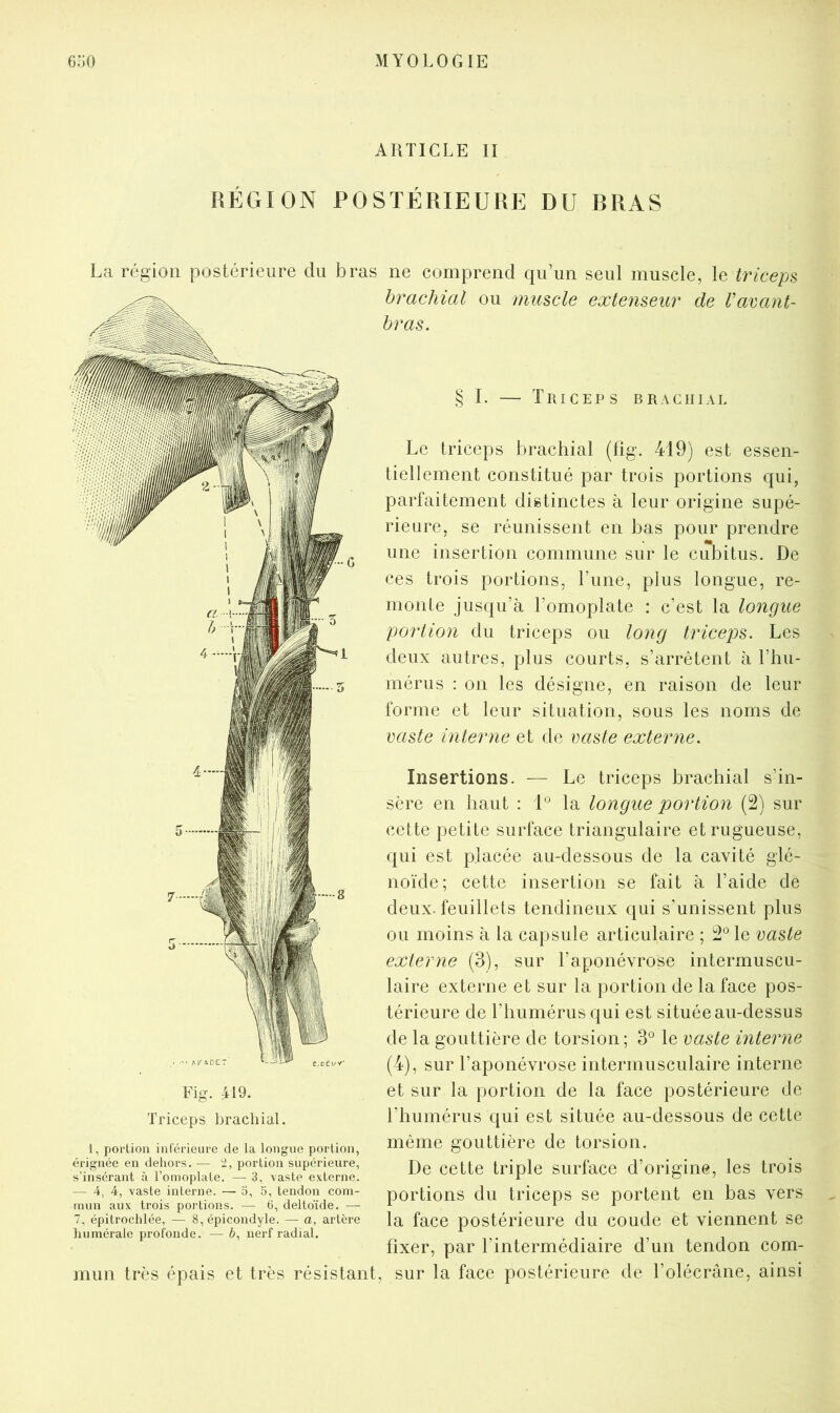 ARTICLE II RÉGION POSTÉRIEURE DU BRAS La région postérieure du bras ne comprend qu un seul muscle, le triceps brachial ou muscle extenseur de Vavant- bras. § I. — Triceps brachial l, portion inférieure de la longue portion, érignéc en dehors. — 'i, portion supérieure, s’insérant à l’omoplate. — 3, vaste externe. — 4, 4, vaste interne. — 5, 5, tendon com- mun aux trois portions. — G, deltoïde. — 7, épitrochlée, — 8, épicondyle. — a, artère humérale profonde. — 6, nerf radial. mun très épais et très résistant Le triceps brachial (lig. 419) est essen- tiellement constitué par trois portions qui, parfaitement distinctes à leur origine supé- rieure, se réunissent en bas pour prendre une insertion commune sur le cubitus. De ces trois portions, Tune, plus longue, re- monte jusqu’à l’omoplate : c’est la longue portion du triceps ou long triceps. Les deux autres, plus courts, s’arrêtent à l’hu- mérus : on les désigne, en raison de leur forme et leur situation, sous les noms de vaste interne et de vaste externe. Insertions. — Le triceps brachial s’in- sère en haut : 1*^ la longue portion (2) sur cette petite surface triangulaire et rugueuse, qui est placée au-dessous de la cavité glé- noïde; cette insertion se fait à l’aide de deux, feuillets tendineux qui s’unissent plus ou moins à la capsule articulaire ; 2° le vaste externe (3), sur l’aponévrose intermuscu- laire externe et sur la portion de la face pos- térieure de riiumérus qui est située au-dessus de la gouttière de torsion; 3° le vaste interne (4), sur l’aponévrose intermusculaire interne et sur la portion de la face postérieure (Je l’humérus qui est située au-dessous de cette même gouttière de torsion. De cette triple surface d’origine, les trois portions du triceps se portent en bas vers la face postérieure du coude et viennent se fixer, par l’intermédiaire d’un tendon com- sur la face postérieure de l’olécrane, ainsi