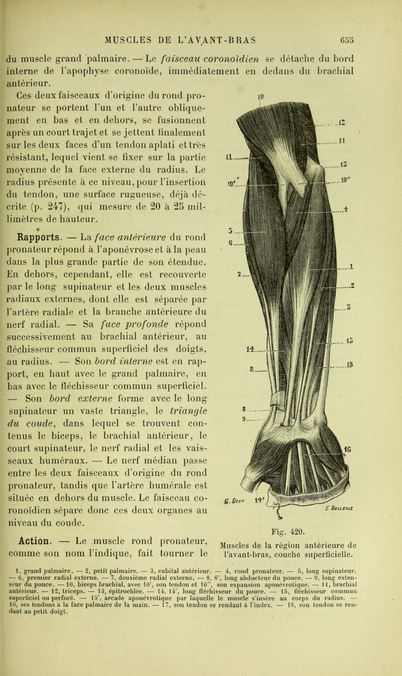 du muscle grand palmaire. — Le faisceau coronoïdien se détache du bord interne de l’apophyse coronoïde, immédiatement en dedans du brachial antérieur. Ces deux faisceaux d’origine du rond pro- nateur se portent l'un et l’autre oblique- ment en bas et en dehors, se fusionnent après un court trajet et se jettent tinalement sur les deux faces d’un tendon aplati et très résistant, lequel vient se fixer sur la partie moyenne de la face externe du radius. Le radius présente à ce niveau, pour l’insertion du tendon, une surface rugueuse, déjà dé- crite (p. 247), qui mesure de 20 à 25 mil- limètres de hauteur. « Rapports. — La face antérieure du rond pronateur répond à l’aponévrose et à la peau dans la plus grande partie de son étendue. En dehors, cependant, elle est recouverte par le long supinateur et les deux muscles radiaux externes, dont elle est séparée par l’artère radiale et la branche antérieure du nerf radial. — Sa face profonde répond successivement au brachial antérieur, au fléchisseur commun superficiel des doigts, au radius. — Son bord interne est en rap- port, en haut avec le grand palmaire, en bas avec le fléchisseur commun superficiel. — Son bord externe forme avec le long supinateur un vaste triangle, le triangle du coude^ dans lequel se trouvent con- tenus le biceps, le brachial antérieur, le court supinateur, le nerf radial et les vais- seaux huméraux. — Le nerf médian passe entre les deux faisceaux d’origine du rond pronateur, tandis que l’artère humérale est située en dehors du muscle. Le faisceau co- ronoïdien sépare donc ces deux organes au niveau du coude. Action. — Le muscle rond pronateur, comme son nom l’indique, fait tourner le G.Di SaULeHA! Fig. 420. Muscles de la région antérieure de l’avant-bras, couche superficielle. 1, grand palmaire. — 2, petit palmaire. — 3, cubital antérieur. — 4, rond pronateur. — 5, long supinateur. — 6, premier radial externe. — 7, deuxième radial externe. — 8, 8’, long abducteur du pouce. — 9. long exten- seur du pouce. — 10, biceps brachial, avec 10’, son tendon et 10”, son expansion aponévrotique. — 11, brachial antérieur. — 12, triceps. — 13, épitrochlée. — 14, 14’, long fléchisseur du pouce. — 15, fléchisseur commun superficiel ou perforé. — 15’, arcade aponévrotique par laquelle le muscle s’insère au corps du radius. — 16, ses tendons à la face palmaire de la main. — 17, son tendon se rendant à l’index. — 18, son tendon se ren- dant au petit doigt.