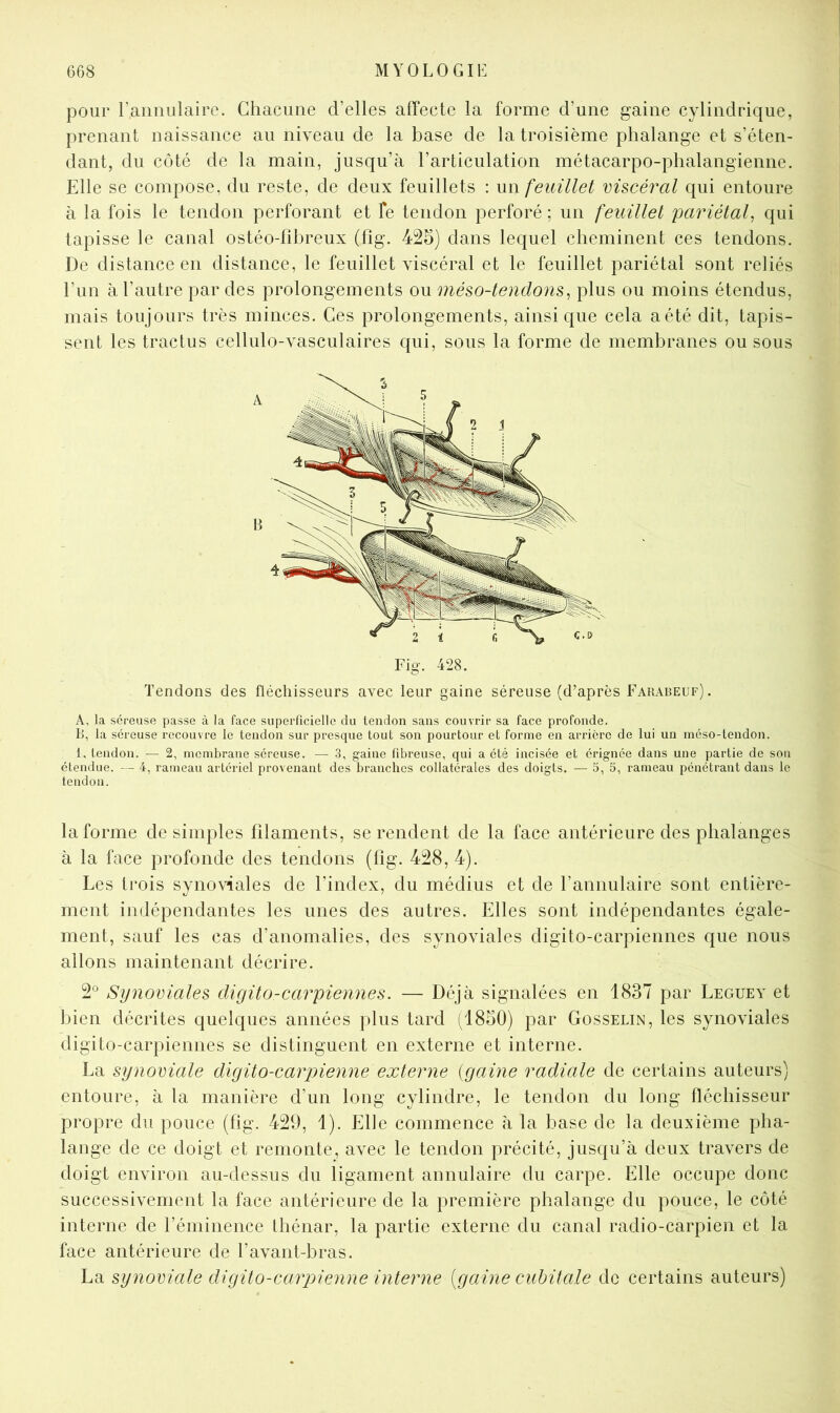 pour raniiulairc. Chacune d’elles affecte la forme d’une gaine cylindrique, prenant naissance au niveau de la base de la troisième phalange et s’éten- dant, du côté de la main, jusqu’à l’articulation métacarpo-phalangienne. Elle se compose, du reste, de deux feuillets : feuillet mscéral qui entoure à la fois le tendon perforant et Te tendon perforé ; un feuillet imriétaf qui tapisse le canal ostéo-fîbreux (fig. 425) dans lequel cheminent ces tendons. De distance en distance, le feuillet viscéral et le feuillet pariétal sont reliés l’un à l’autre par des prolongements ou 7néso-tendon$^ plus ou moins étendus, mais toujours très minces. Ces prolongements, ainsique cela a été dit, tapis- sent les tractus cellulo-vasculaires qui, sous la forme de membranes ou sous Fig. 428. Tendons des fléchisseurs avec leur gaine séreuse (d’après Farabeuf). A, la séreuse passe à la face superficielle du tendon sans couvrir sa face profonde. Il, la séreuse recouvre le tendon sur presque tout son pourtour et forme en arrière de lui un méso-tendon. 1, tendon. — 2, membrane séreuse. — 3, gaine fibreuse, qui a été incisée et érignée dans une partie de son étendue. — 4, rameau artériel provenant des branches collatérales des doigts. — 5, 5, rameau pénétrant dans le tendon. la forme de simples filaments, se rendent de la face antérieure des phalanges à la face profonde des tendons (fig. 428, 4). Les trois synoWales de l’index, du médius et de l’annulaire sont entière- ment indépendantes les unes des autres. Elles sont indépendantes égale- ment, sauf les cas d’anomalies, des synoviales digito-carpiennes que nous allons maintenant décrire. 2° Synoviales digito-carpiennes. — Déjà signalées en 1837 par Leguey et bien décrites quelques années plus tard (1850) par Gosselin, les synoviales digito-carpiennes se distinguent en externe et interne. La synoviale digito-carpienne externe {gaine radiale de certains auteurs) entoure, à la manière d’un long cylindre, le tendon du long fléchisseur propre du pouce (fig. 429, 1). Elle commence à la base de la deuxième pha- lange de ce doigt et remonte, avec le tendon précité, jusqu’à deux travers de doigt environ au-dessus du ligament annulaire du carpe. Elle occupe donc successivement la face antérieure de la première phalange du pouce, le côté interne de l’éminence Ihénar, la partie externe du canal radio-carpien et la face antérieure de l’avant-bras. La synoviale digito-carpienne interne [gaine cubitale de certains auteurs)