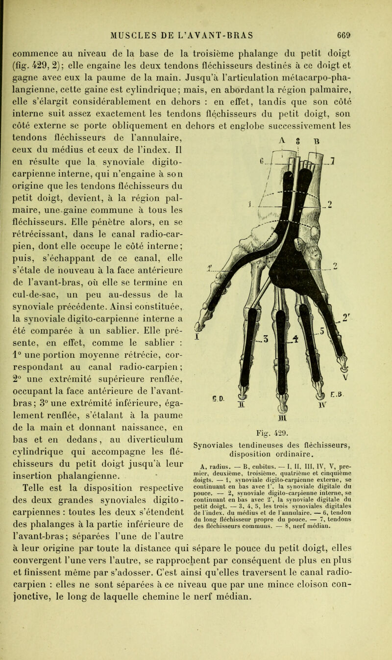commence au niveau de la base de la troisième phalange du petit doigt (fig. 429, 2); elle engaine les deux tendons fléchisseurs destinés à ce doigt et gagne avec eux la paume de la main. Jusqu’à l’articulation métacarpo-pha- langienne, cette gaine est cylindrique; mais, en abordant la région palmaire, elle s’élargit considérablement en dehors : en effet, tandis que son côté interne suit assez exactement les tendons fléchisseurs du petit doigt, son côté externe se porte obliquement en dehors et englobe successivement les tendons fléchisseurs de l’annulaire, ceux du médius et ceux de l’index. Il en résulte que la synoviale digito- carpienne interne, qui n’engaine à son origine que les tendons fléchisseurs du petit doigt, devient, à la région pal- maire, une gaine commune à tous les fléchisseurs. Elle pénètre alors, en se rétrécissant, dans le canal radio-car- pien, dont elle occupe le côté interne; puis, s’échappant de ce canal, elle s’étale de nouveau à la face antérieure de l’avant-bras, où elle se termine en cul-de-sac, un peu au-dessus de la synoviale précédente. Ainsi constituée, la synoviale digito-carpienne interne a été comparée à un sablier. Elle pré- sente, en effet, comme le sablier : une portion moyenne rétrécie, cor- respondant au canal radio-carpien ; 2° une extrémité supérieure renflée, occupant la face antérieure de l’avant- bras; 3° une extrémité inférieure, éga- lement renflée, s’étalant à la paume de la main et donnant naissance, en bas et en dedans, au diverticulum cylindrique qui accompagne les flé- chisseurs du petit doigt jusqu’à leur insertion phalangienne. Telle est la disposition respective des deux grandes synoviales digito- carpiennes : toutes les deux s’étendent des phalanges à la partie inférieure de l’avant-bras ; séparées l’une de l’autre à leur origine par toute la distance qui sépare le pouce du petit doigt, elles convergent l’une vers l’autre, se rapprochent par conséquent de plus en plus et finissent même par s’adosser. C’est ainsi qu’elles traversent le canal radio- carpien : elles ne sont séparées à ce niveau que par une mince cloison con- jonctive, le long de laquelle chemine le nerf médian. Synoviales tendineuses des fléchisseurs, disposition ordinaire. A, radius. — B, cubitus. — I, II, III, IV, V, pre- mier, deuxième, troisième, quatrième et cinquième doigts. — 1, synoviale digito-carpienne externe, se continuant en bas avec 1’, la synoviale digitale du pouce, — 2, synoviale digito-carpienne interne, se continuant en bas avec 2’, la synoviale digitale du petit doigt. — 3, 4, 5, les trois synoviales digitales de l'index, du médius et de l'annulaire. — 6, tendon du long fléchisseur propre du pouce. — 7, tendons des fléchisseurs communs. — 8, nerf médian.