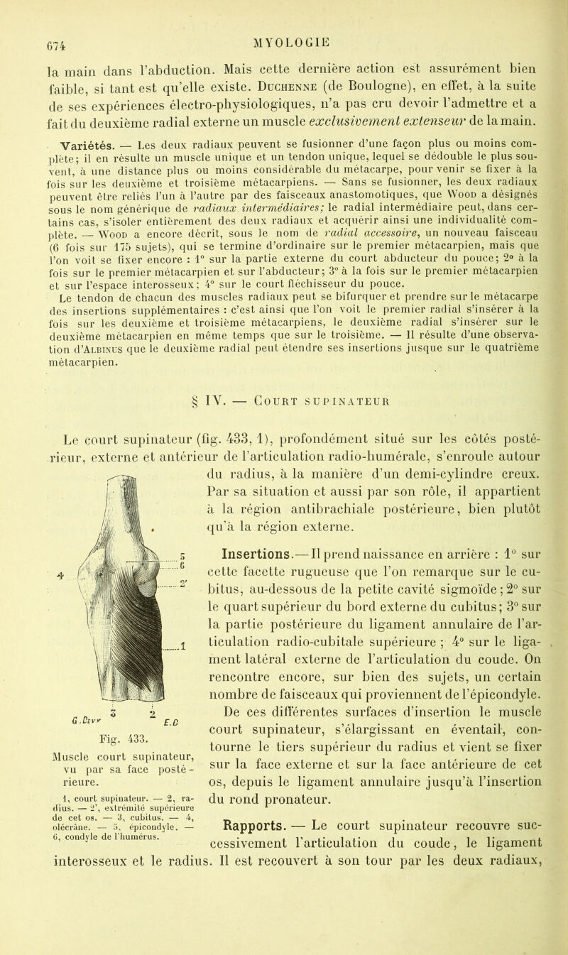 la main dans l’abduction. Mais cette dernière action est assurément bien faible, si tant est qu’elle existe. Duchenne (de Boulogne), en effet, à la suite de ses expériences électro-physiologiques, n’a pas cru devoir l’admettre et a fait du deuxième radial externe un muscle exclmwement extenseur de la main. Variétés. — Les deux radiaux peuvent se fusionner d’une façon plus ou moins com- plète; il en résulte un muscle unique et un tendon unique, lequel se dédouble le plus sou- vent, à une distance plus ou moins considérable du métacarpe, pour venir se fixer à la fois sur les deuxième et troisième métacarpiens. — Sans se fusionner, les deux radiaux peuvent être reliés l’un à l’autre par des faisceaux anastomotiques, que Wood a désignés sous le nom générique de radiaux. intermédiaires ; le radial intermédiaire peut, dans cer- tains cas, s’isoler entièrement des deux radiaux et acquérir ainsi une individualité com- plète. — WooD a encore décrit, sous le nom de radial accessoire, un nouveau faisceau (6 fois sur 175 sujets), qui se termine d’ordinaire sur le premier métacarpien, mais que l’on voit se fixer encore : 1° sur la partie externe du court abducteur du pouce; 2» à la fois sur le premier métacarpien et sur l’abducteur; 3° à la fois sur le premier métacarpien et sur l’espace interosseux; 4° sur le court fléchisseur du pouce. Le tendon de chacun des muscles radiaux peut se bifurquer et prendre sur le métacarpe des insertions supplémentaires : c’est ainsi que l’on voit le premier radiai s’insérer à la fois sur les deuxième et troisième métacarpiens, le deuxième radial s’insérer sur le deuxième métacarpien en même temps que sur le troisième. — 11 résulte d’une observa- tion d’ALBiNus que le deuxième radial peut étendre ses insertions Jusque sur le quatrième métacarpien. § IV. — Court supinateur Le court supinateur (fig. 433,1), profondément situé sur les côtés posté- rieur, externe et antérieur de l’articulation radio-humérale, s’enroule autour du radius, à la manière d’un demi-cylindre creux. Par sa situation et aussi par son rôle, il appartient à la région antibrachiale postérieure, bien plutôt qu’à la région externe. Insertions.—Il prend naissance en arrière : 1° sur cette facette rugueuse que l’on remarque sur le cu- bitus, au-dessous de la petite cavité sigmoïde ; 2® sur le quart supérieur du bord externe du cubitus; 3*^ sur la partie postérieure du ligament annulaire de l’ar- ticulation radio-cubitale supérieure ; 4° sur le liga- ment latéral externe de l’articulation du coude. On rencontre encore, sur bien des sujets, un certain nombre de faisceaux qui proviennent de l’épicondyle. De ces différentes surfaces d’insertion le muscle court supinateur, s’élargissant en éventail, con- tourne le tiers supérieur du radius et vient se fixer Muscle court supinateur, i p . . i ^ t sur la tace externe et sur la face anterieure de cet os, depuis le ligament annulaire jusqu’à l’insertion du rond pronateur. Rapports. — Le court supinateur recouvre suc- cessivement l’articulation du coude, le ligament interosseux et le radius. Il est recouvert à son tour par les deux radiaux, V U pai rieure. DO. 1, court supinateur. — 2, ra- dius. — 2’, extrémité supérieure de cet os. — 3, cubitus. — 4, olécrane. — 5, épicondyle. — 6, condyle de l’humérus.