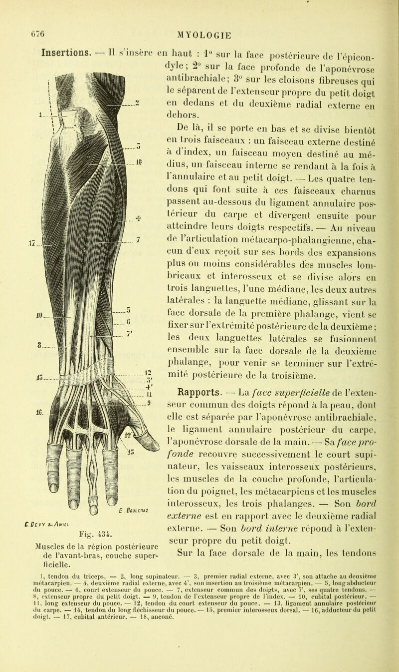 Insertions. — Il UcvY u Amiu Fig. 434. Muscles de la région postérieure de l’avant-bras, couche super- lîcielle. s’insère en haut : P sur la face postérieure de l’épicon- dyle ; S*’ sur la face profonde de l’aponévrose antibrachiale; 3*^ sur les cloisons fibreuses qui le séparent de l’extenseur propre du petit doigt en dedans et du deuxième radial externe en dehors. De là, il se porte en bas et se divise bientôt en trois faisceaux : un faisceau externe destiné à d’index, un faisceau moyen destiné au mé- dius, un faisceau interne se rendant à la fois à l’annulaire et au petit doigt. — Les quatre ten- dons qui font suite à ces faisceaux charnus passent au-dessous du ligament annulaire pos- térieur du carpe et divergent ensuite pour atteindre leurs doigts respectifs. — Au niveau de l’articulation métacarpo-phalangienne, cha- cun d’eux reçoit sur ses bords des expansions plus ou moins considérables dés muscles lom- bricaux et interosseux et se divise alors en trois languettes, l’une médiane, les deux autres latérales : la languette médiane, glissant sur la face dorsale de la première phalange, vient se fixer sur l’extrémité postérieure de la deuxième ; les deux languettes latérales se fusionnent ensemble sur la face dorsale de la deuxième phalange, pour venir se terminer sur l’extré- mité postérieure de la troisième. Rapports. — La face superficielle de l’exten- seur commun des doigts répond à la peau, donl elle est séparée par l’aponévrose antibrachiale, le ligament annulaire postérieur du carpe, l’aponévrose dorsale de la main. — Sa face pro- fonde recouvre successivement le court supi- nateur, les vaisseaux interosseux postérieurs, les muscles de la couche profonde, l’articula- tion du poignet, les métacarpiens et les muscles interosseux, les trois phalanges. — Son bord exteryie est en rapport avec le deuxième radial externe. — Son bord interne répond à l’exten- seur propre du petit doigt. Sur la face dorsale de la main, les tendons E. Bqulviaz I, tendon du triceps. — 2, long supinateur. — 3, premier radial externe, avec 3’, son attache au deuxième métacarpien. — 4, deuxième radial externe, avec 4’, son insertion au troisième métacarpien. — 5, long abducteur du pouce. — 6, coui't extenseur du pouce. — 7, extenseur commun des doigts, avec 7’, ses quatre tendons. — 8, extenseur propre du petit doigt. — 9, tendon de l’extenseur propre de l’index. — 10, cubital postérieur. — 11, long extenseur du pouce. — 12, tendon du court extenseur du pouce. — 13, ligament annulaire postérieur <lu carpe. — 14, tendon du long fléchisseur du pouce. — 15, premier interosseux dorsal. — 16, adducteur du petit doigt. — 17, cubital antérieur. — 18, anconé.