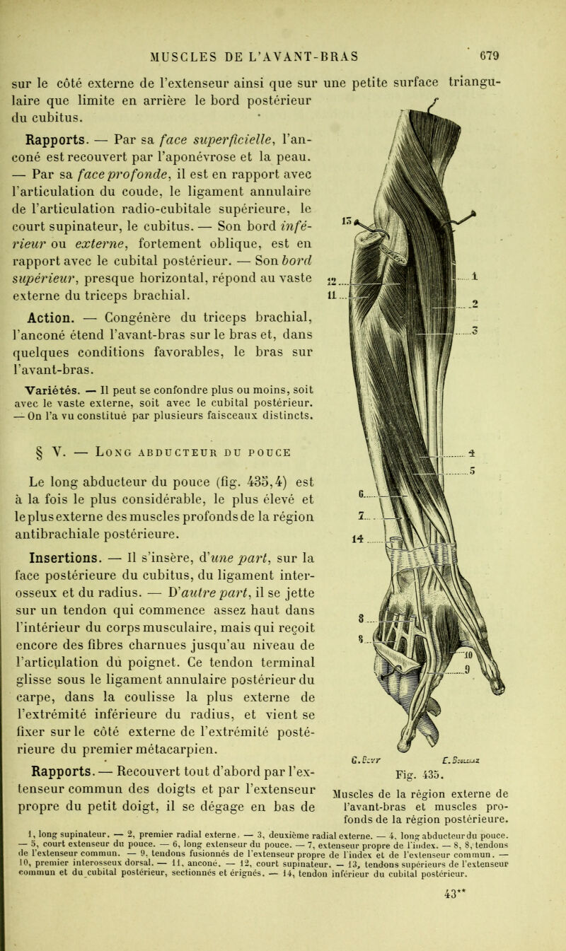 sur le côté externe de l’extenseur ainsi que sur une petite surface triangu- laire que limite en arrière le bord postérieur du cubitus. Rapports. — Par sa face superficielle, l’an- coné est recouvert par l’aponévrose et la peau. — Par sa face profonde, il est en rapport avec l’articulation du coude, le ligament annulaire de l’articulation radio-cubitale supérieure, le court supinateur, le cubitus. — Son bord infé- rieur ou externe, fortement oblique, est en rapport avec le cubital postérieur. — Son bord supérieur, presque horizontal, répond au vaste externe du triceps brachial. Action. — Congénère du triceps brachial, l’anconé étend l’avant-hras sur le bras et, dans quelques conditions favorables, le bras sur l’avant-bras. Variétés. — Il peut se confondre plus ou moins, soit avec le vaste externe, soit avec le cubital postérieur. — On l’a vu constitué par plusieurs faisceaux distincts. § Y. — Long abducteur du pouce Le long abducteur du pouce (fîg. 43o,4) est à la fois le plus considérable, le plus élevé et le plus externe des muscles profonds de la région antibrachiale postérieure. Insertions. — Il s’insère, d'une part, sur la face postérieure du cuhitus, du ligament inter- osseux et du radius. — D'autre part, il se jette sur un tendon qui commence assez haut dans l’intérieur du corps musculaire, mais qui reçoit encore des fibres charnues jusqu’au niveau de l’articulation du poignet. Ce tendon terminal glisse sous le ligament annulaire postérieur du carpe, dans la coulisse la plus externe de l’extrémité inférieure du radius, et vient se fixer sur le côté externe de l’extrémité posté- rieure du premier métacarpien. Rapports. — Recouvert tout d’abord par l’ex- tenseur commun des doigts et par l’extenseur propre du petit doigt, il se dégage en bas de G.üzvr C. Siuujj^z Muscles de la région externe de l’avant-bras et muscles pro- fonds de la région postérieure. 1, long supinateur. — 2, premier radial externe, — 3, deuxième radial externe. — 4, long abducteur du pouce. — 5, court extenseur du pouce. — 6, long extenseur du pouce. — 7, extenseur propre de l’index. — 8, 8, tendons de l’extenseur commun. — 9, tendons fusionnés de l’extenseur propre de l’index et de l’extenseur commun. — 10, premier interosseux dorsal.— 11, anconé. — 12, court supinateur. — 13, tendons supérieurs de l’extenseur commun et du cubital postérieur, sectionnés et érignés. — 14, tendon inférieur du cubital postérieur. 43**