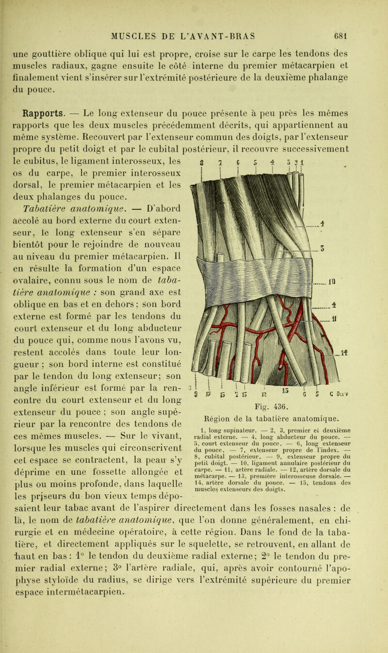 une gouttière oblique qui lui est propre, croise sur le carpe les tendons des muscles radiaux, gagne ensuite le côté interne du premier métacarpien et finalement vient s’insérer sur l’extrémité postérieure de la deuxième phalange du pouce. Rapports. — Le long extenseur du pouce présente à peu près les mêmes rapports que les deux muscles précédemment décrits, qui appartiennent au même système. Recouvert par l’extenseur commun des doigts, par l’extenseur propre du petit doigt et par le cubital postérieur, il recouvre successivement le cubitus, le ligament interosseux, les os du carpe, le premier interosseux dorsal, le premier métacarpien et les deux phalanges du pouce. Tabatière anatomique. — D'abord accolé au bord externe du court exten- seur, le long extenseur s’en sépare bientôt pour le rejoindre de nouveau au niveau du premier métacarpien. Il en résulte la formation d’un espace ovalaire, connu sous le nom de taba- tière anatomique : son grand axe est oblique en bas et en dehors ; son bord externe est formé par les tendons du court extenseur et du long abducteur du pouce qui, comme nous l’avons vu, restent accolés dans toute leur lon- gueur ; son bord interne est constitué par le tendon du long extenseur; son angle inférieur est formé par la ren- contre du court extenseur et du long extenseur du pouce ; son angle supé- rieur par la rencontre des tendons de ces mêmes muscles. — Sur le vivant, lorsque les muscles qui circonscrivent cet espace se contractent, la peau s’y déprime en une fossette allongée et plus ou moins profonde, dans laquelle les prjseurs du bon vieux temps dépo- saient leur tabac avant de l’aspirer directement dans les fosses nasales : de là, le nom de tabatière anatomique, que l’on donne généralement, en chi- rurgie et en médecine opératoire, à cette région. Dans le fond de la taba- tière, et directement appliqués sur le squelette, se retrouvent, en allant de 'haut en bas: 1° le tendon du deuxième radial externe; 2® le tendon du pre- mier radial externe; 3° Tarière radiale, qui, après avoir contourné Tapo- physe styloïde du radius, se dirige vers l’extrémité supérieure du premier espace intermétacarpien. Fig. 436. Région de la tabatière anatomique. 1, long supinateur. — 2, 3, premier et deuxième radial externe. — 4, long abducteur du pouce. — 5. court extenseur du pouce. — 6, long extenseur du pouce. — 7, extenseur propre de l’index. — 8, cubital postérieur, — 9, extenseur propre du petit doigt. — 10, ligament annulaire postérieur du carpe. — 11, artère radiale. — 12, artère dorsale du métacarpe. — 13, première interosscuse dorsale. — 14, artère dorsale du pouce. — 15, tendons des muscles, extenseurs des doigts.