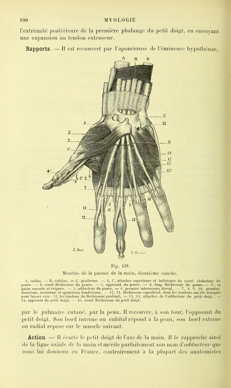 l’extrémité postérieure de la première phalange du petit doigt, en envoyant une expansion au tendon extenseur. Rapports. — Il est recouvert par l’aponévrose de l’éminence hypotliénar, Fig. 438. Muscles de la paume de la main, deuxième couclie. A, radius. — B, cubitus. — C, pisiforme. — 1, 1’, attaches supériem*e et inférieure du court abducteur du pouce. — 2, court flécliisseur du pouce. — 3, opposant du pouce. — 4, long fléchisseur du pouce.— 4’, sa gaine ouverte etérignée. — 5, adducteur du pouce. — 0, premier interosseux dorsal. — 7, 8, 9, 10, premier, deuxième, troisième et quatrième lombricaux. — 11, 11, llécbisseur superficiel, dont les tendons ont été réséqués pour laisser voir : 12, les tendons du fléchisseur profond. — 13, 13, attaches de l’adducteur du petit doigt. — 14, opposant du petit doigt. —• 15, court fléchisseur du petit doigt. par le palmaire cutané, par la peau. Il recouvre, à son tour, l'opposant du petit doigt. Son bord interne ou cubital répond à la peau, son bord externe ou radial repose sur le muscle suivant. Action. — Il écarte le petit doigt de l’axe de la main. 11 le rapproche ainsi de la ligne axiale de la main et mérite parfaitement son nom à'adducteur que nous lui donnons en France, contrairement à la plupart des anatomistes