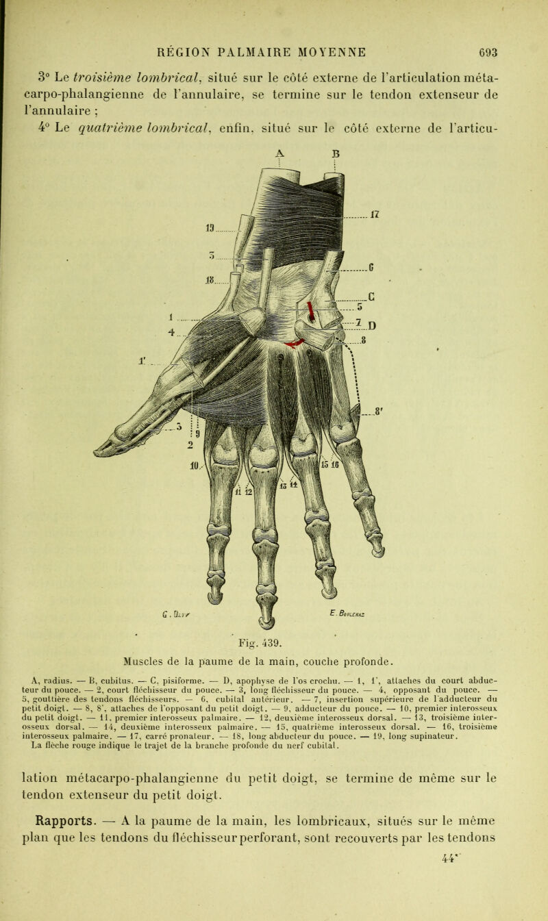 3° Le troisième lombrical, situé sur le côté externe de l’articulation méta- carpo-phalangienne de l’annulaire, se termine sur le tendon extenseur de l’annulaire ; 4*^ Le quatrième lombrical^ enfin, situé sur le côté externe de l’articu- A B Fig. 439. Muscles de la paume de la main, couche profonde. A, radius. — B, cubitus. — C, pisiforme. — D, apophyse de l'os crochu. — 1, 1', attaches du court abduc- teur du pouce. — 2, court fléchisseur du pouce. — 3, long fléchisseur du pouce. — 4, opposant du pouce. — 5, gouttière des tendons fléchisseurs. — 6, cubital antérieur. -— 7, insertion supérieure de l'adducteur du petit doigt. — 8, 8’, attaches de l’opposant du petit doigt. — 9, adducteur du pouce. — 10, premier interosseux du petit doigt. — il. premier interosseux palmaire. — 12, deuxième interosseux dorsal. — 13, troisième inter- osseux dorsal. ■— 14, deuxième interosseux palmaire. — 15, quatrième interosseux dorsal. — 16, troisième interosseux palmaire. — 17, carré pronatenr. — 18, long abducteur du pouce. — 19, long supinateur. La flèche rouge indique le trajet de la branche profonde du nerf cubital. lation métacarpo-phalangienne du petit doigt, se termine de même sur le tendon extenseur du petit doigt. Rapports. — A la paume de la main, les lombricaux, situés sur le même plan que les tendons du fléchisseur perforant, sont recouverts par les tendons 44-
