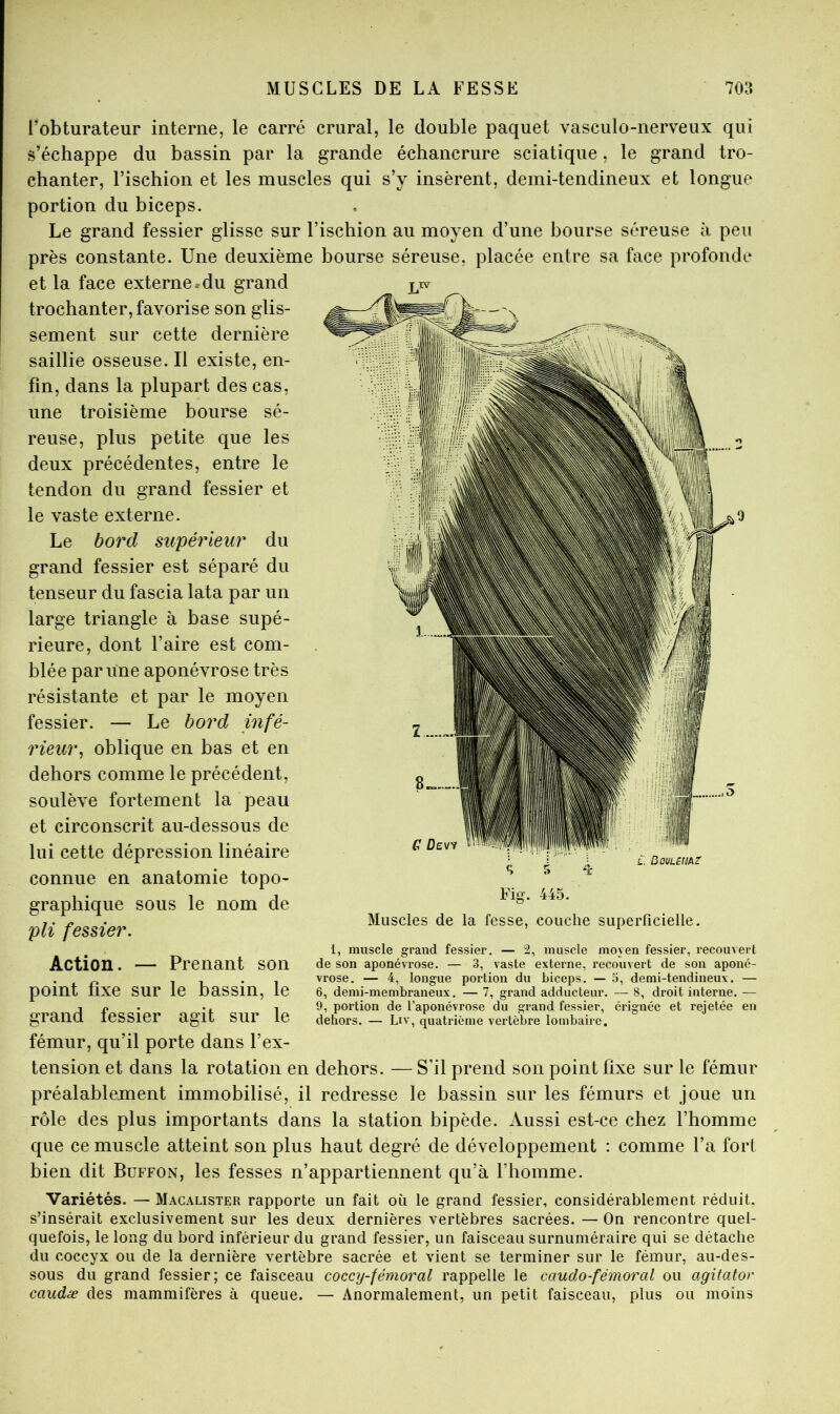 l’obturateur interne, le carré crural, le double paquet vasculo-nerveux qui s’échappe du bassin par la grande échancrure sciatique, le grand tro- chanter, l’ischion et les muscles qui s’y insèrent, demi-tendineux et longue portion du biceps. Le grand fessier glisse sur l’ischion au moyen d’une bourse séreuse à peu près constante. Une deuxième bourse séreuse, placée entre sa face profonde et la face externe»du grand trochanter, favorise son glis- sement sur cette dernière saillie osseuse. Il existe, en- fin, dans la plupart des cas, une troisième bourse sé- reuse, plus petite que les deux précédentes, entre le tendon du grand fessier et le vaste externe. Le bord supérieur du grand fessier est séparé du tenseur du fascia lata par un large triangle à base supé- rieure, dont l’aire est com- blée par une aponévrose très résistante et par le moyen fessier. — Le bord infé- rieur^ oblique en bas et en dehors comme le précédent, soulève fortement la peau et circonscrit au-dessous de lui cette dépression linéaire connue en anatomie topo- graphique sous le nom de pli fessier. G ÛEVf L. Boutemz S 5 1- Fig'. 445. Muscles de la fesse, couche superficielle. Action. — Prenant son point fixe sur le bassin, le grand fessier agit sur le fémur, qu’il porte dans l’ex- 1, muscle grand fessier. — 2, muscle moyen fessier, recouvert de son aponévrose. — 3, vaste externe, recouvert de son aponé- vrose, — 4, longue portion du biceps. — 5, demi-tendineux. — 6, demi-membraneux. — 7, grand adducteur. — 8, droit interne. — 9, portion de l’aponévrose du grand fessier, érignée et rejetée en dehors. — Liv, quati'ième vertèbre lombaire. tension et dans la rotation en dehors. — S'il prend son point fixe sur le fémur préalablement immobilisé, il redresse le bassin sur les fémurs et joue un rôle des plus importants dans la station bipède. Aussi est-ce chez l’homme que ce muscle atteint son plus haut degré de développement : comme l’a fort bien dit Büffon, les fesses n’appartiennent qu’à l’homme. Variétés. — Macalister rapporte un fait où le grand fessier, considérablement réduit, s’insérait exclusivement sur les deux dernières vertèbres sacrées. — On rencontre quel- quefois, le long du bord inférieur du grand fessier, un faisceau surnuméraire qui se détache du coccyx ou de la dernière vertèbre sacrée et vient se terminer sur le fémur, au-des- sous du grand fessier; ce faisceau coccy-fémoral rappelle le caudo-fémoral ou agitator caudæ des mammifères à queue. — Anormalement, un petit faisceau, plus ou moins