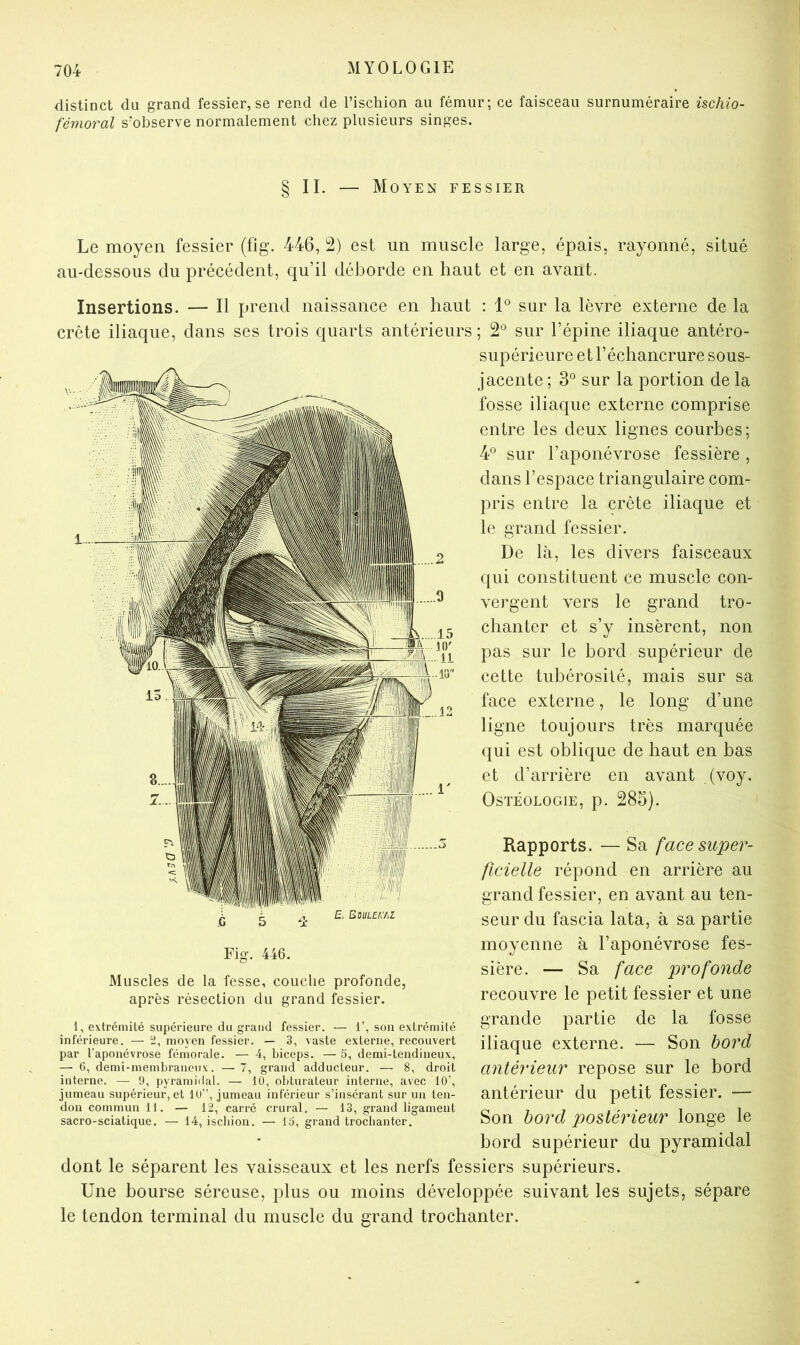 distinct du grand fessier, se rend de l’ischion au fémur; ce faisceau surnuméraire ischio- fémoral s’observe normalement chez plusieurs singes. § IL — Moyen fessier Le moyen fessier (fig. 446, 2) est un muscle large, épais, rayonné, situé au-dessous du précédent, qu’il déborde en haut et en avant. Insertions. — Il prend naissance en haut : 1° sur la lèvre externe de la crête iliaque, dans ses trois quarts antérieurs ; 2° sur l’épine iliaque antéro- supérieure et l’échancrure sous- jacente ; 3® sur la portion de la fosse iliaque externe comprise entre les deux lignes courbes; hP sur l’aponévrose fessière , dans l’espace triangulaire com- pris entre la crête iliaque et le grand fessier. De là, les divers faisceaux qui constituent ce muscle con- vergent vers le grand tro- chanter et s’y insèrent, non pas sur le bord supérieur de cette tubérosité, mais sur sa face externe, le long d’une ligne toujours très marquée qui est oblique de haut en has et d’arrière en avant ,(voy. OSTÉOLOGIE, p. 285). Rapports. — Sa face super- ficielle répond en arrière au grand fessier, en avant au ten- seur du fascia lata, à sa partie moyenne à l’aponévrose fes- sière. — Sa face profonde recouvre le petit fessier et une grande partie de la fosse iliaque externe. — Son bord antérieur repose sur le hord antérieur du petit fessier. — Son bord postérieur longe le bord supérieur du pyramidal dont le séparent les vaisseaux et les nerfs fessiers supérieurs. Une bourse séreuse, plus ou moins développée suivant les sujets, sépare le tendon terminal du muscle du grand trochanter. £, BOULEiïAZ Fig. 446. Muscles de la fesse, couche profonde, après résection du grand fessier. 1, extrémité supérieure du grand fessier, — 1’, son extrémité inférieure. — 2, moyen fessier. — 3, vaste externe, recouvert par l’aponévrose fémorale. — 4, biceps. — 5, demi-tendineux, — G, demi-membraneux. — 7, grand adducteur. — 8, droit interne. — 9, pyramidal. — lü, obturateur interne, avec 10’, jumeau supérieur, et 10”, jumeau inférieur s’insérant sur un ten- don commun 11. — 12, carré crural. — 13, grand ligament sacro-sciatique. — 14, ischion. — lo, grand troclianter.