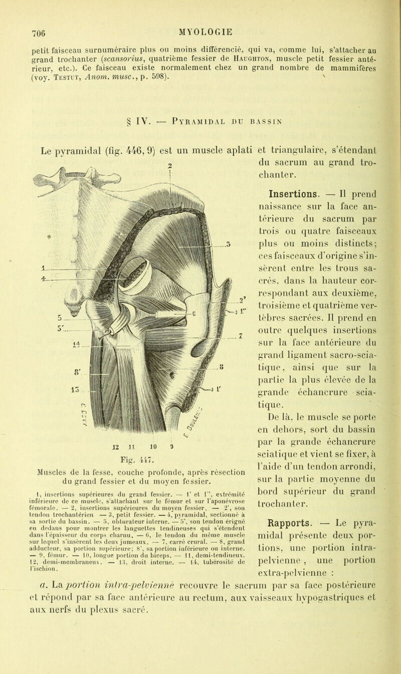 petit faisceau surnuméraire plus ou moins différencié, qui va, comme lui, s’attacher au grand trochanter {scansorius, quatrième fessier de Haughton, muscle petit fessier anté- rieur, etc.). Ce faisceau existe normalement chez un grand nombre de mammifères (voy. Testut, Anom. musc., p. 598). § IV. — Pyramidal du bassin Le pyramidal (fig. 446, 9) est un muscle aplati et triangulaire, s’étendant 12 il 10 Muscles de la fesse, couche profonde, après résection du grand fessier et du moyen fessier. 1, insertions supérieures du grand fessier. — U et 1”, extrémité inférieure de ce muscle, s’attacliant sur le fémur et sur l’aponévrose fémorale. — 2, insertions supérieures du moyen fessier. — 2’, son tendon trochantérien —3, petit fessier. —4, pyramidal, sectionné à sa sortie du bassin. — 5, obturateur interne. —5’, son tendon érigné en dedans pour montrer les languettes tendineuses qui s’étendent dans l'épaisseur du corps cbarnu. — 6, le tendon du même muscle sur lequel s’insèrent les deux jumeaux. — 7, carré crural. — 8, grand adducteur, sa portion supérieure; 8’, sa portion inférieure ou interne. — 0, fémur. — 10, longue portion du biceps. — 11, demi-tendineux. 12, demi-membraneux. — 13, droit interne. — 14, tubérosité de l’ischion. du sacrum au grand tro- chanter. Insertions. — Il prend naissance sur la face an- térieure du sacrum par trois ou quatre faisceaux plus ou moins distincts; ces faisceaux d’origine s’in- sèrent entre les trous sa- crés, dans la hauteur cor- respondant aux deuxième, troisième et quatrième ver- tèbres sacrées. Il prend en outre quelques insertions sur la face antérieure du grand ligament sacro-scia- tique, ainsi que sur la partie la plus élevée de la grande échancrure scia- tique. De là, le muscle se porte en dehors, sort du bassin par la grande échancrure sciatique et vient se fixer, à l’aide d’un tendon arrondi, sur la partie moyenne du bord supérieur du grand trochanter. Rapports. — Le pyra- midal présente deux por- tions, une portion intra- pelvienne , une portion extra-pelvienne : a. La portion intra-pelvienne recouvre le sacrum par sa face postérieure et répond par sa face antérieure au rectum, aux vaisseaux hypogastriques et aux nerfs du plexus sacré.