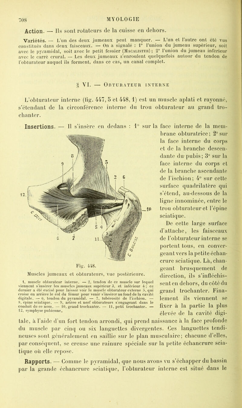 Action. — Ils sont rotateurs de la cuisse en dehors. Variétés. — L’un des deux jumeaux peut manquer. — L’un et l’autre ont été vus constitués dans deux faisceaux. — On a signalé : 1° l’union du jumeau supérieur, soit avec le pyramidal, soit avec le petit fessier (Macalister) ; 2“ l’union du jumeau inférieur avec le carré crural. — Les deux jumeaux s’enroulent quelquefois autour du tendon de l’obturateur auquel ils forment, dans ce cas, un canal complet. § VI. — Obturateur interne L’obturateur interne (fig. 447, 5 et 448,1) est un muscle aplati et rayonné, s’étendant de la circonférence interne du trou obturateur au grand tro- chanter. Insertions. Il s’insère en dedans : 1° sur la face interne de la mem- brane obturatrice ; 2® sur la face interne du corps et de la branche descen- dante du-pubis; 3° sur la face interne du corps et de la branche ascendante de l’ischion; 4° sur cette surface quadrilatère qui s’étend, au-dessous de la ligne innominée, entre le ,30 trou obturateur et l’épine sciatique. De cette large surface d’attache, les faisceaux de l’obturateur interne se portent tous, en conver- geant vers la petite échan- crure sciatique. Là, chan- geant brusquement de direction, ils s’infléchis- sent en dehors, du côté du grand trochanter. Fina- lement ils viennent se fixer à la partie la plus élevée de la cavité digi- tale, à l’aide d’un fort tendon arrondi, qui prend naissance à la face profonde du muscle par cinq ou six languettes divergentes. Ces languettes tendi- neuses sont généralement en saillie sur le plan musculaire; chacune d’elles, par conséquent, se creuse une rainure spéciale sur la petite échancrure scia- tique où elle repose. Rapports. — Comme le pyramidal, que nous avons vu s’échapper du bassin par la grande échancrure sciatique, l’obturateur interne est situé dans le Fig. 448. Muscles jumeaux et obturateurs, vue postérieure. 1, muscle obturateur interne. — 2, tendon de ce muscle sur lequel viennent s’insérer les muscles jumeauv supérieur 3, et inférieur 4 ; ce dernier a été excisé pour laisser voir le muscle obturateur externe 5, qui croise en arrière le col du fémur pour venir s’insérer au fond de la cavité digitale. — 6, tendon du pyramidal. — 7, tubérosité de l’ischion. — 8, épine sciatique. — 0, artère et nerf obturateurs s’engageant dans le conduit de ce nom. — 10, grand trochanter. — 11, petit trochanter. — 12, symphyse pubienne.